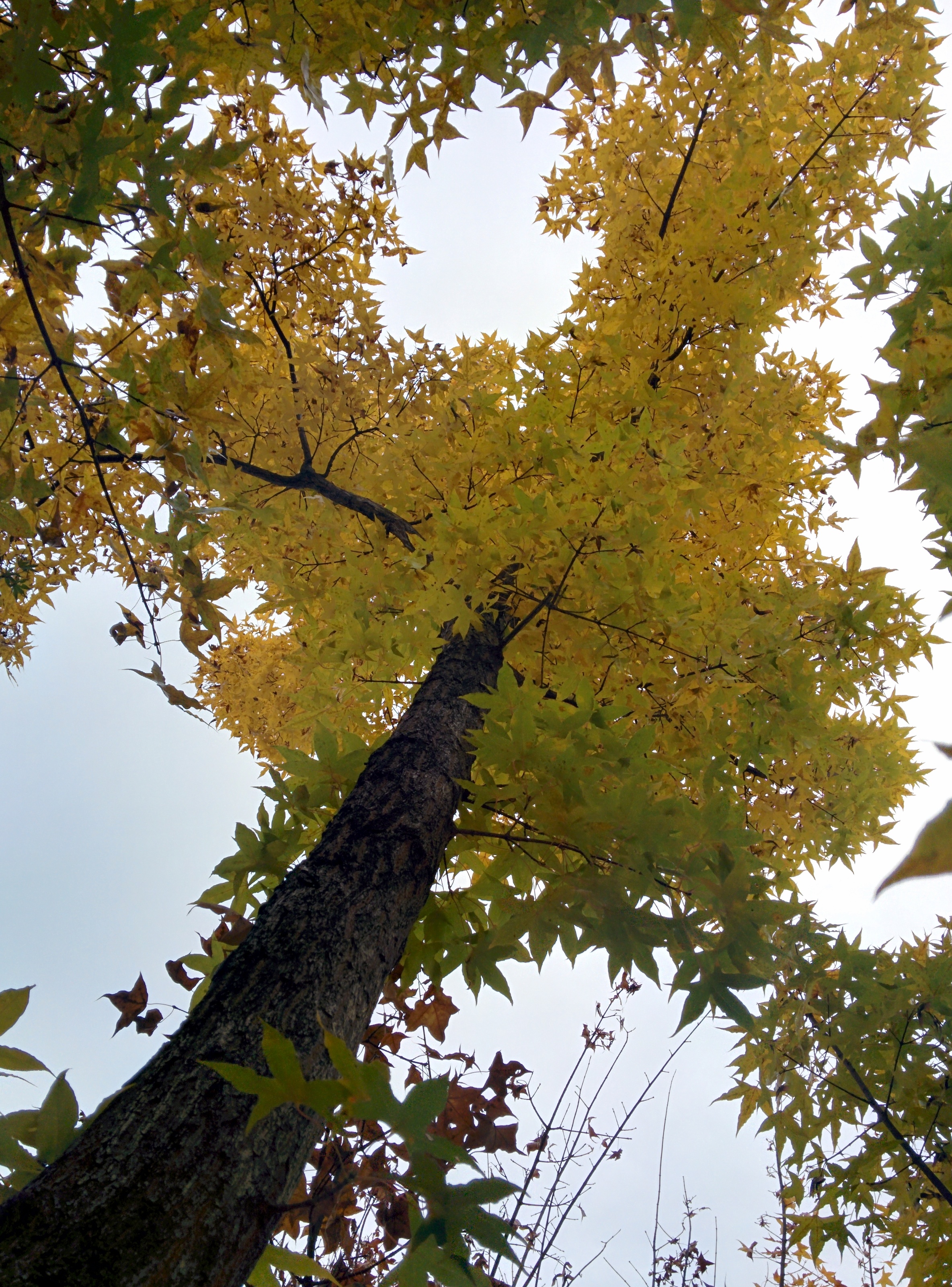 IMG_20151106_145442.jpg 다섯갈래로 잎이 갈라지는 키큰 고로쇠나무