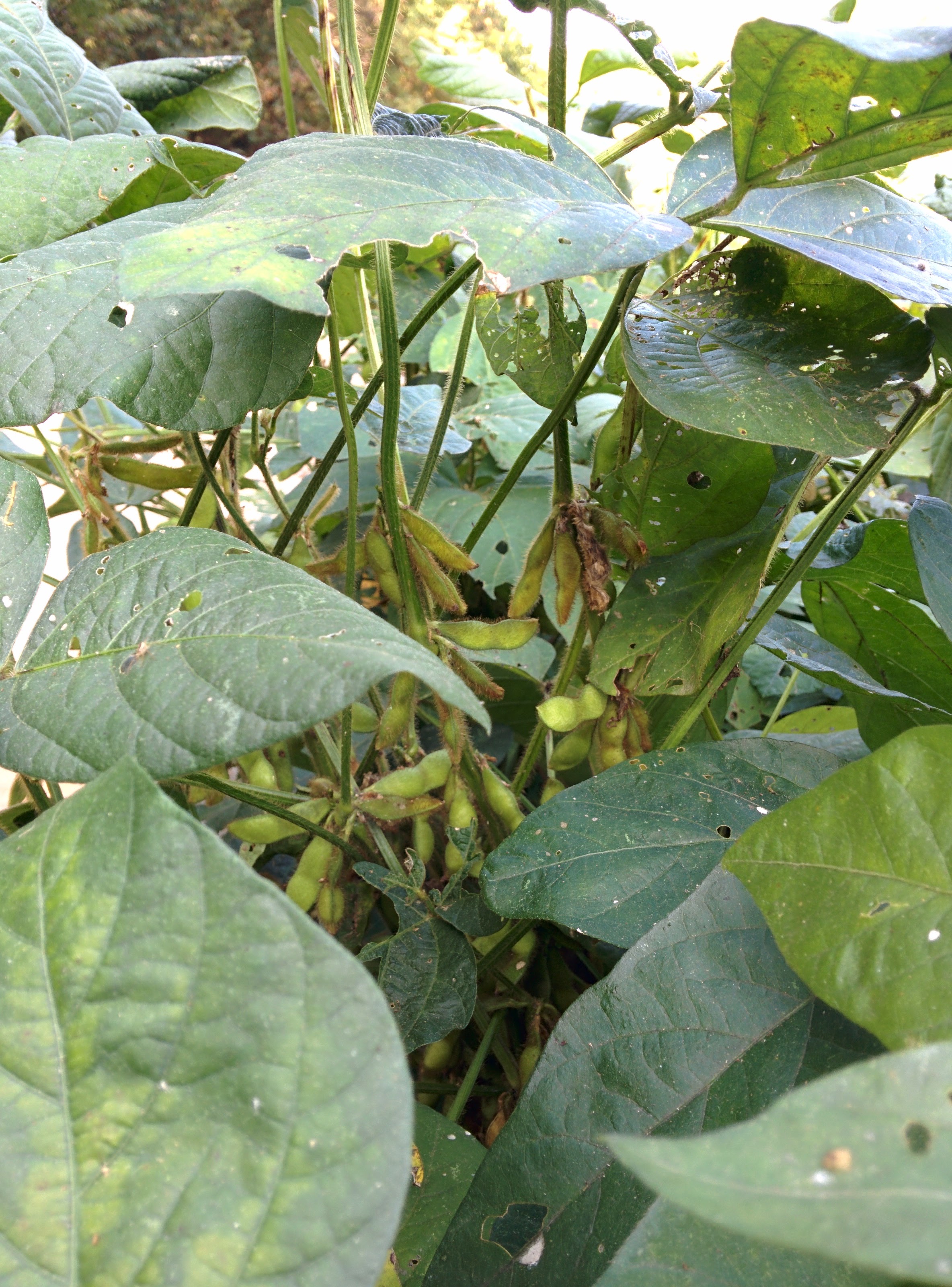 IMG_20150929_091729.jpg 콩깍지가 영글어가는 대두 콩