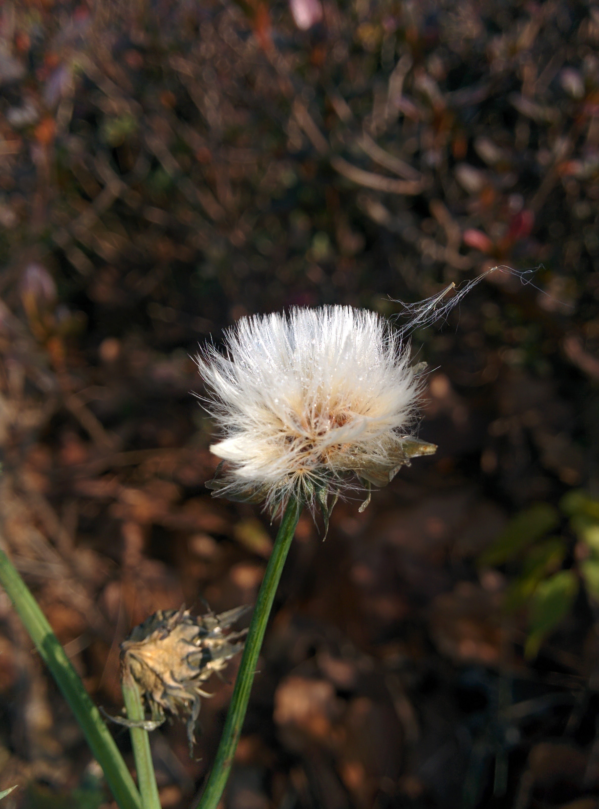 IMG_20151201_104821.jpg 휴게소 화단의 잡초.., 방가지똥(Sonchus oleraceus)