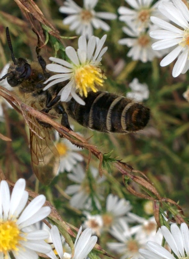 IMG_20151007_153202.jpg 앞가슴 등판에 황갈색 털이 빼곡하게 난 배벌 암컷