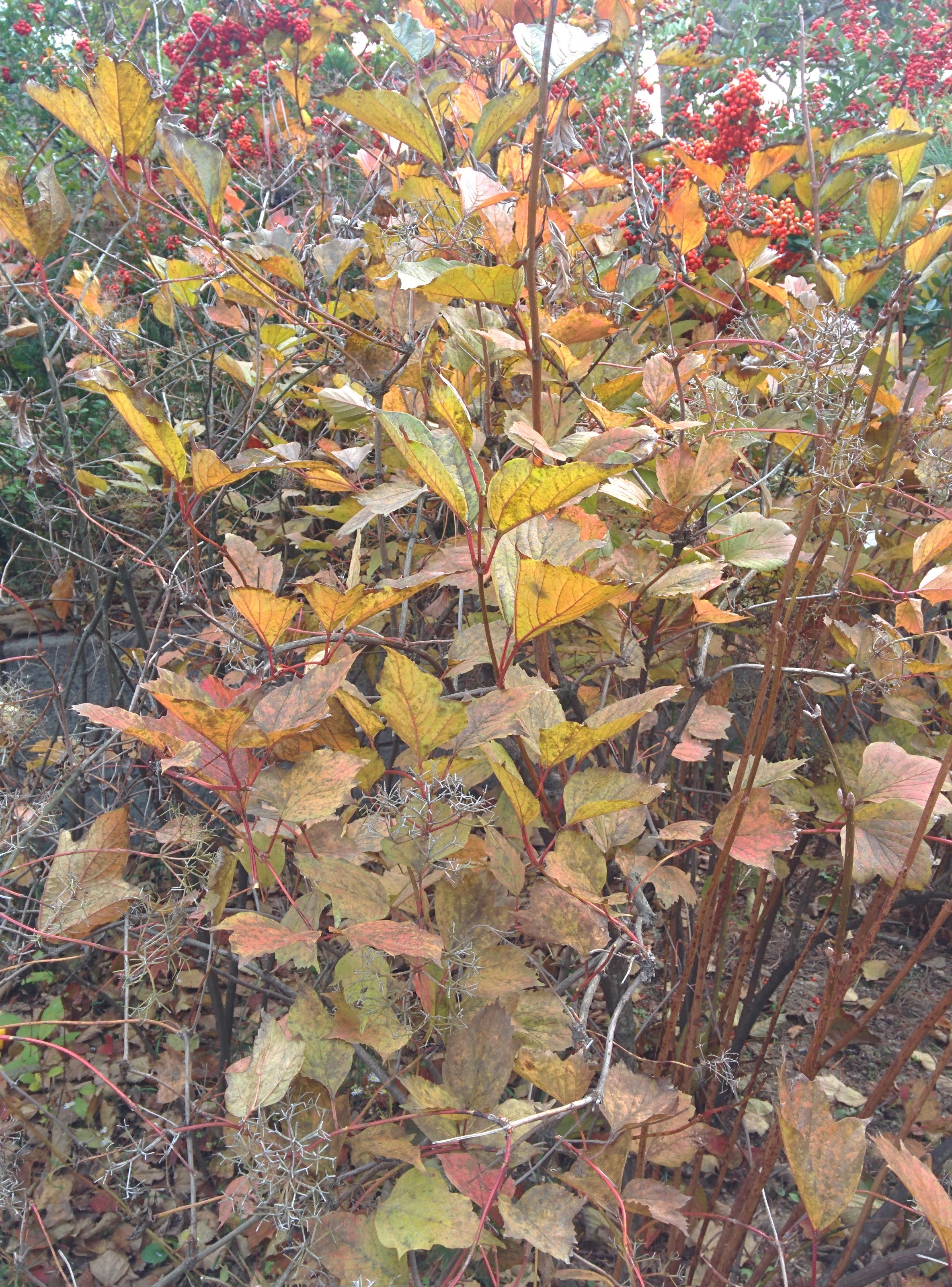 IMG_20151106_135014.jpg 꽃대를 꽃처럼 피운 불두화(佛頭花)