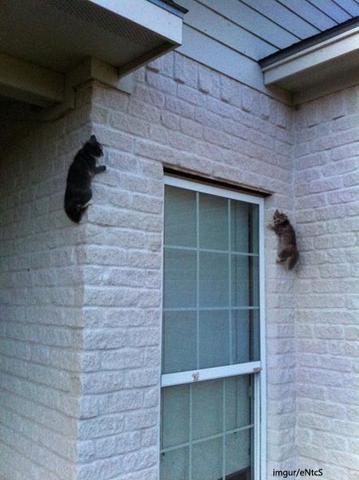 spidercats256.jpg