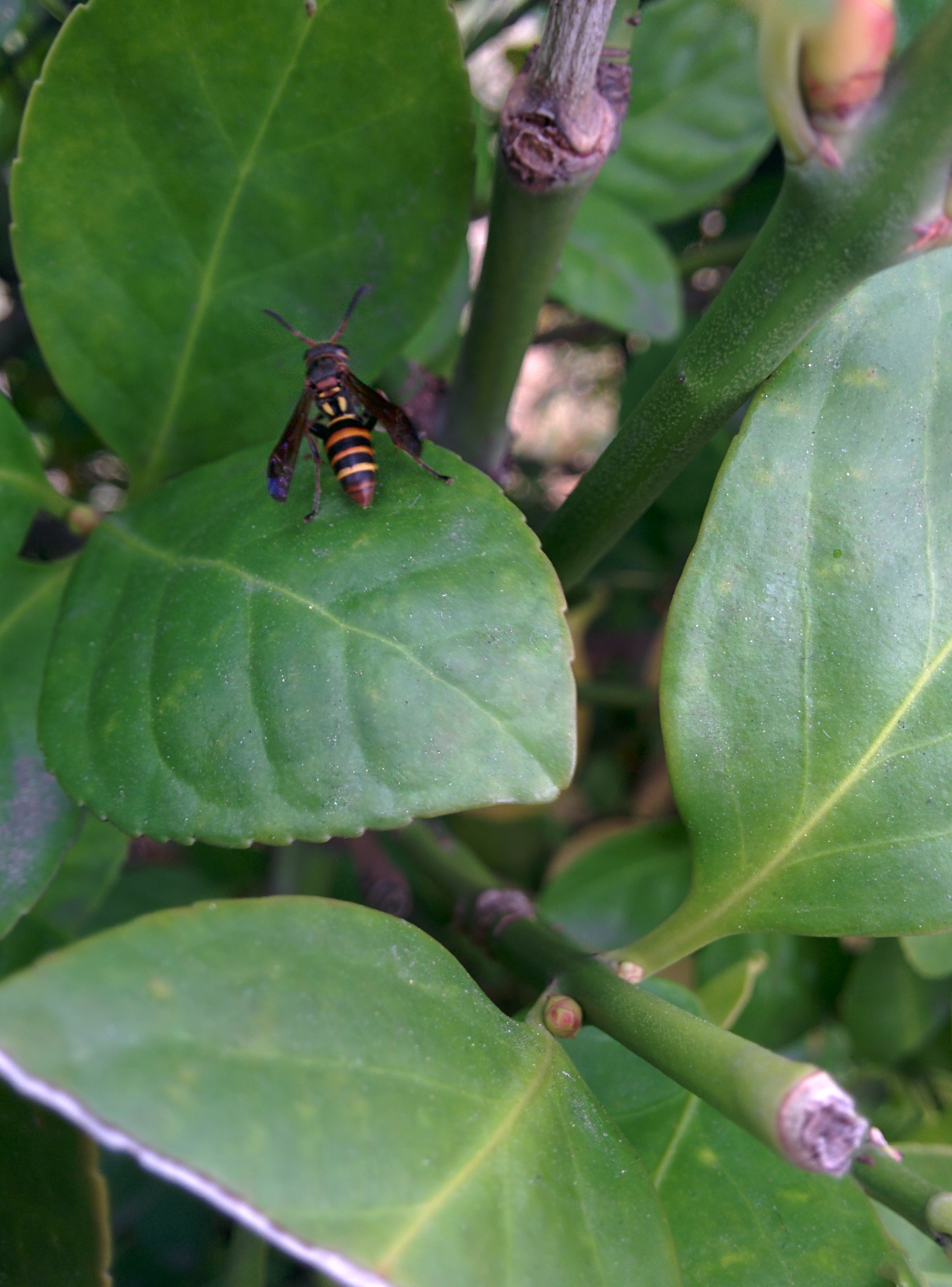 IMG_20151106_153959.jpg 크기가 아주 작은 말벌 종류... 어리별쌍살벌(추정)