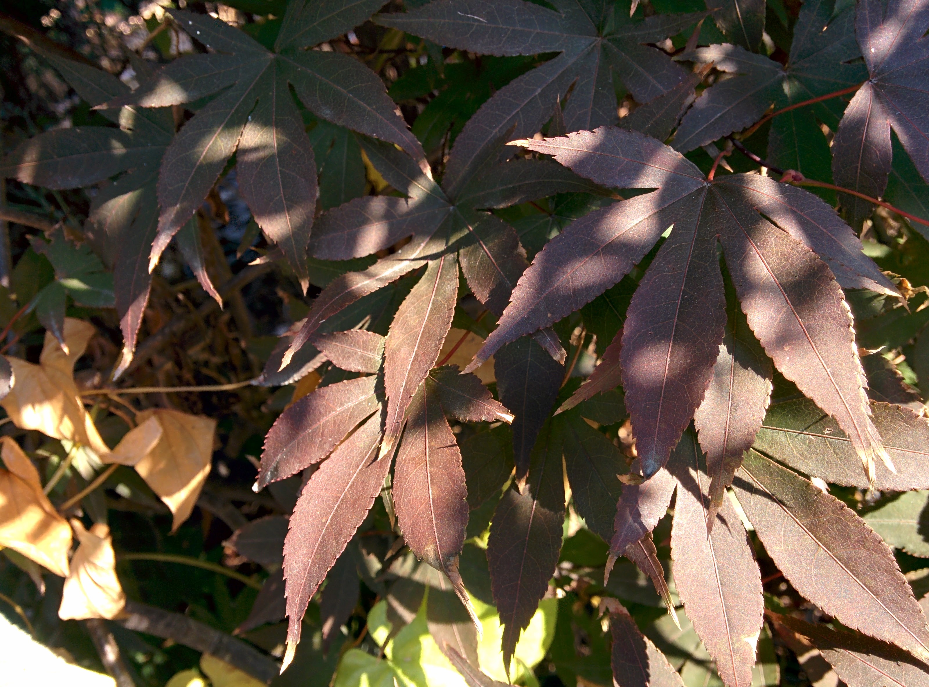 IMG_20151104_121358.jpg 늦은 가을에도 단풍이 들지 않은 단풍나무