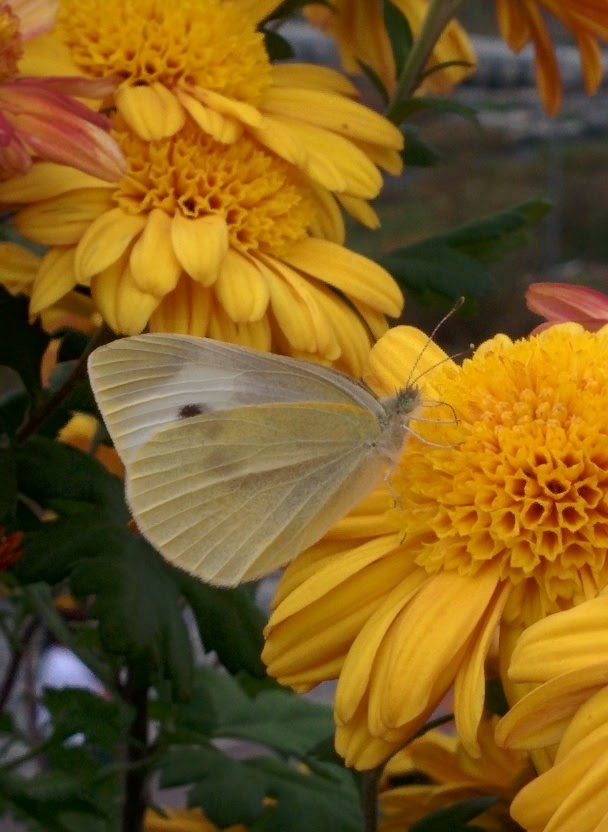 IMG_20151024_125902.jpg 노란색 국화꽃 찾은 흰색 나비... 배추흰나비