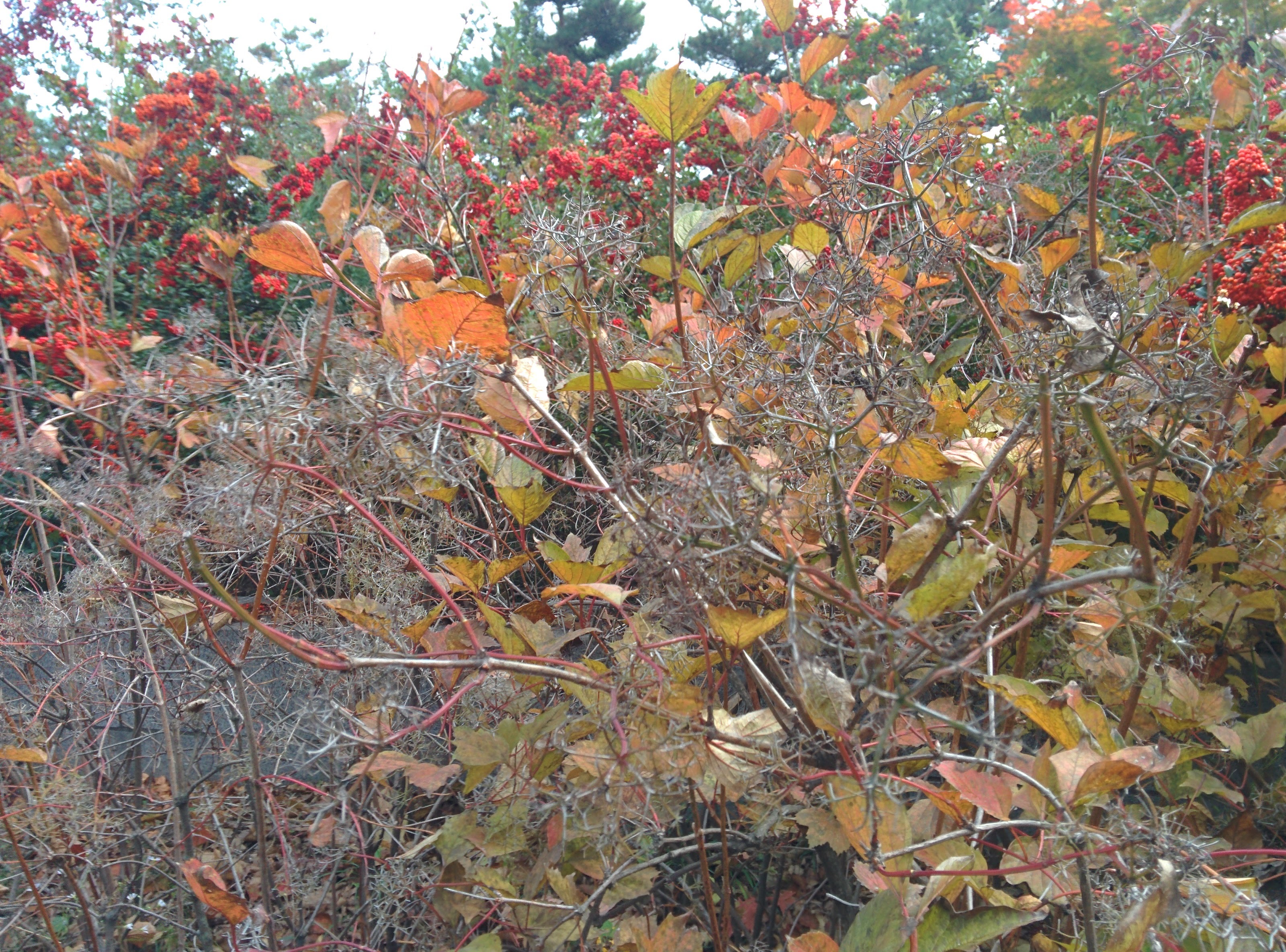 IMG_20151106_135026.jpg 꽃대를 꽃처럼 피운 불두화(佛頭花)