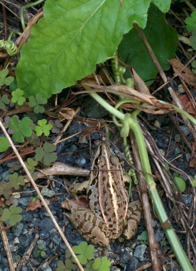 IMG_20150911_111858.jpg 호박잎 아래에서 참개구리 한마리 발견