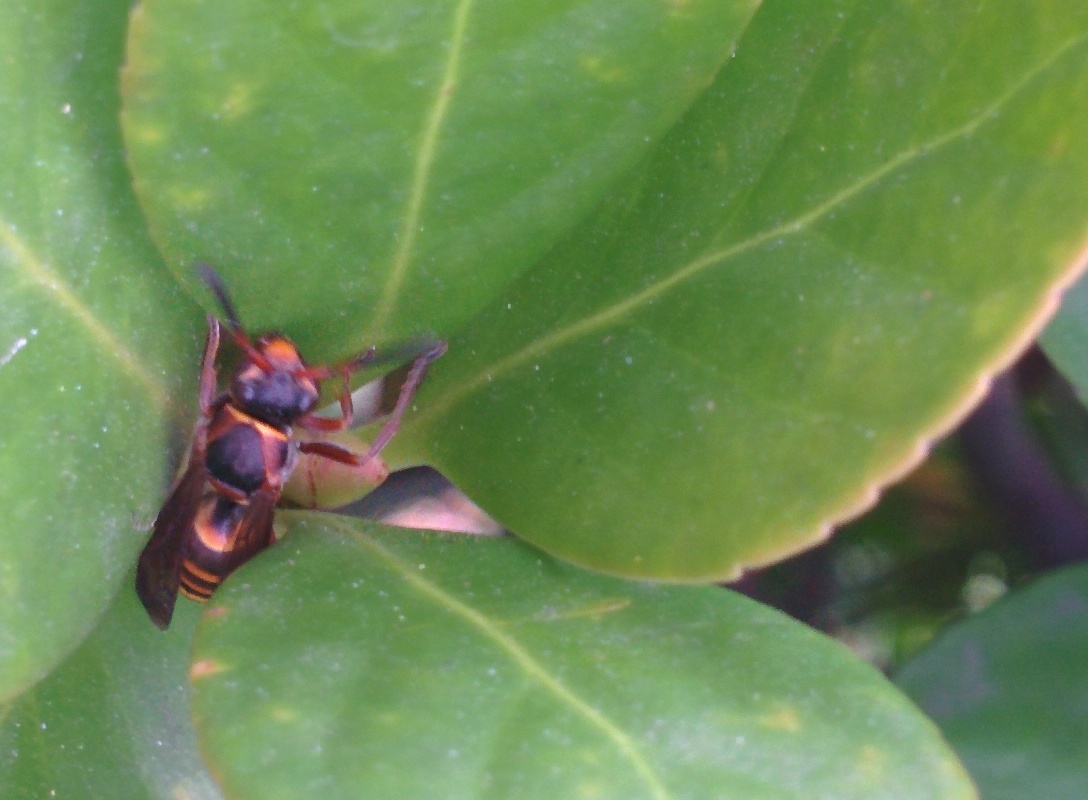 IMG_20151106_154124.jpg 크기가 아주 작은 말벌 종류... 어리별쌍살벌(추정)