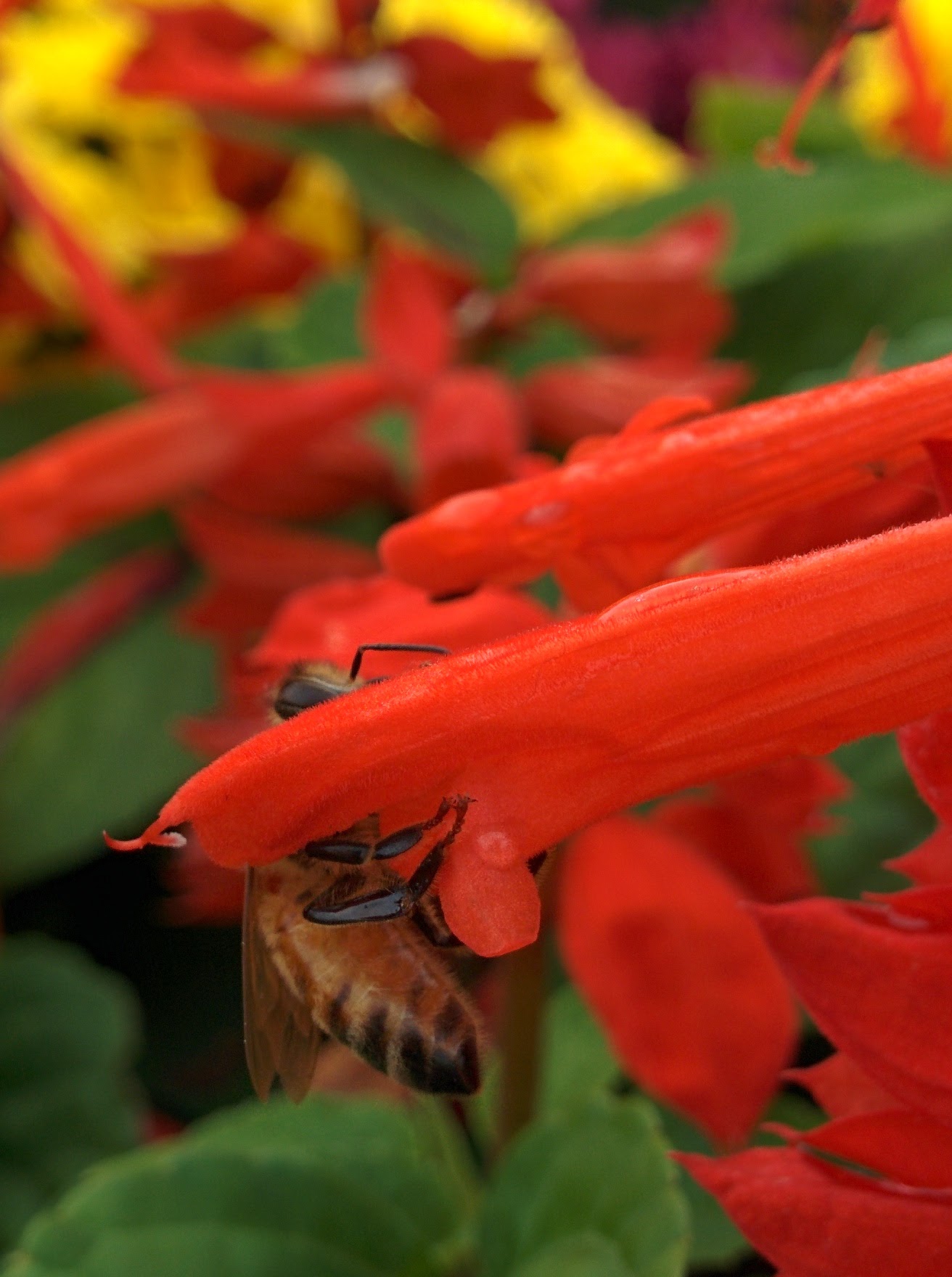 IMG_20151024_122030.jpg 깨꽃 대롱 깊숙히 꿀을 빠는 꿀벌