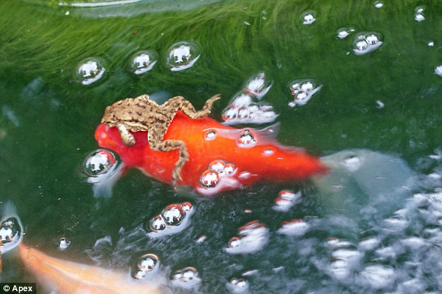 goldfish_n_frog_1.jpg 금붕어 타는 개구리