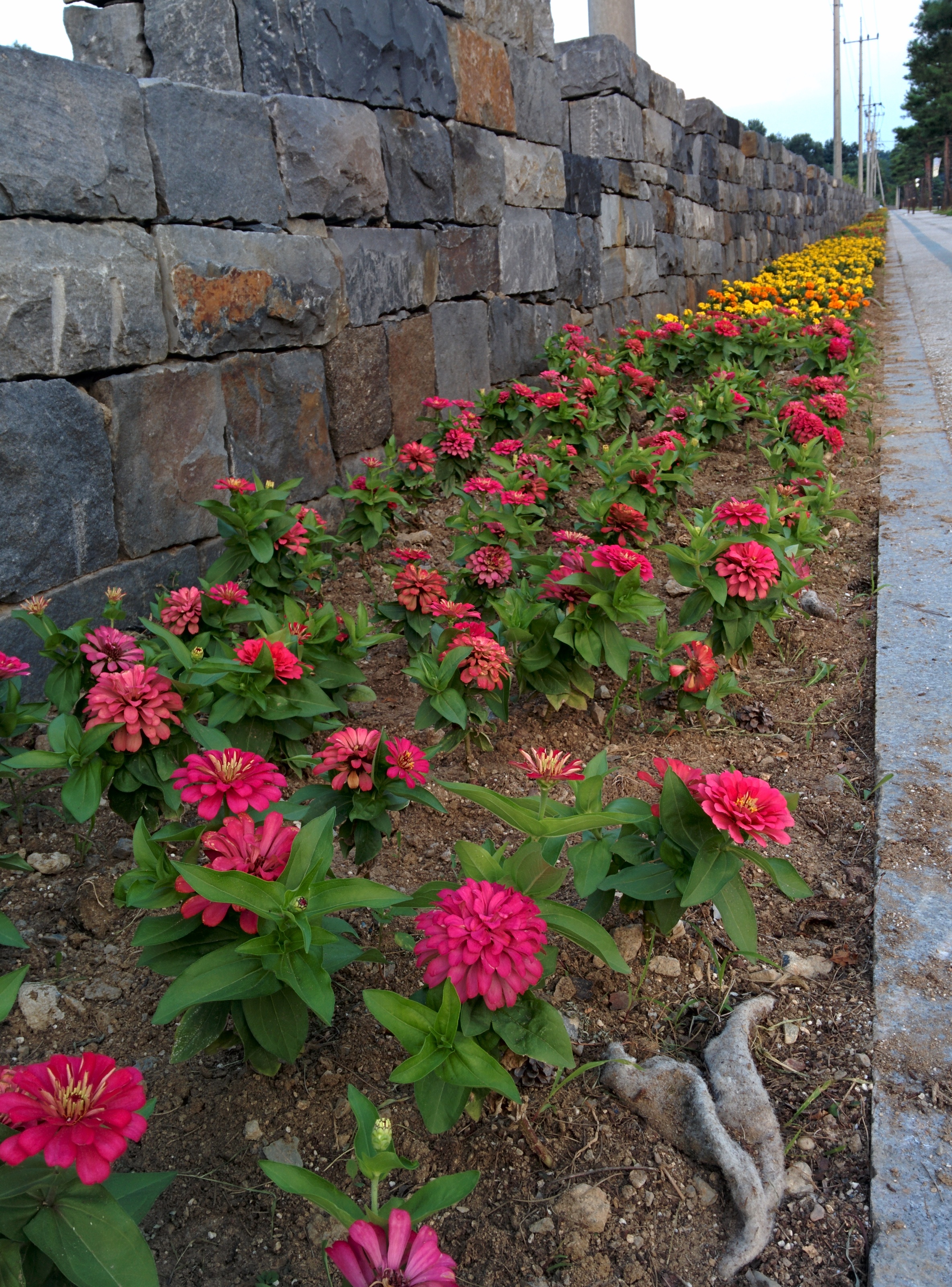 IMG_20150830_184205.jpg 공주시 도로변 화단의 백일홍