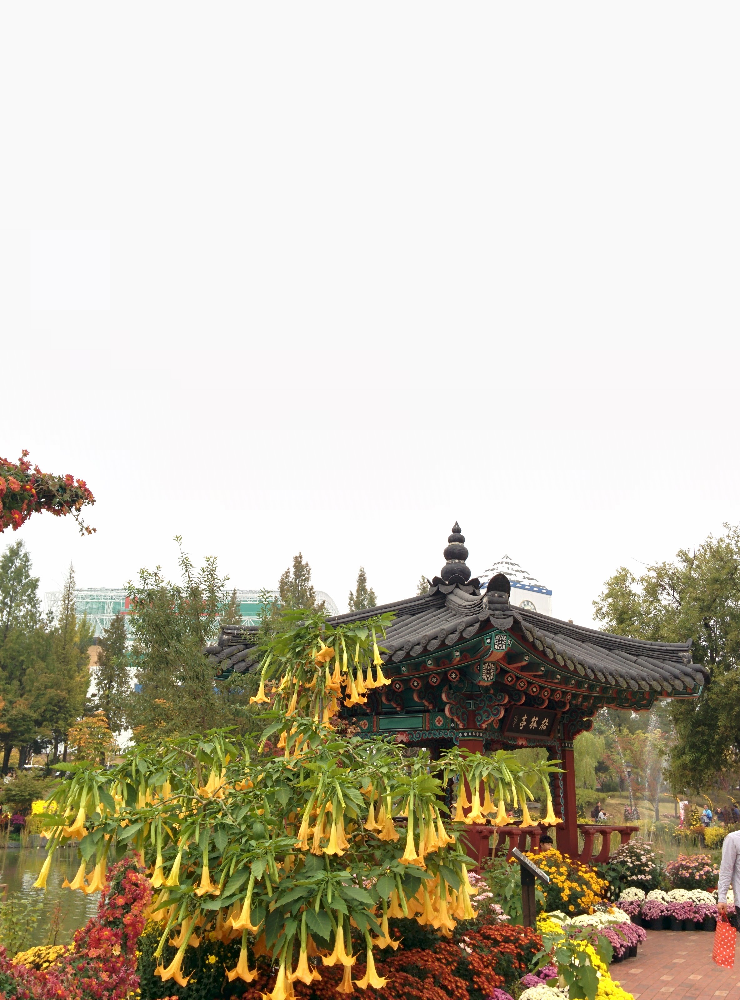 IMG_20151024_132134.jpg 천사의 나팔꽃과 유림정
