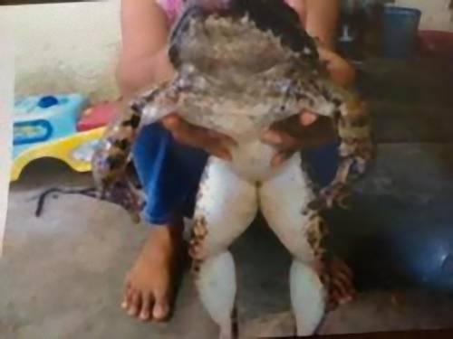 20110829165618354.jpg 7~8세 아동 만한 20kg짜리 거대 ‘괴물 개구리’ 잡혀 