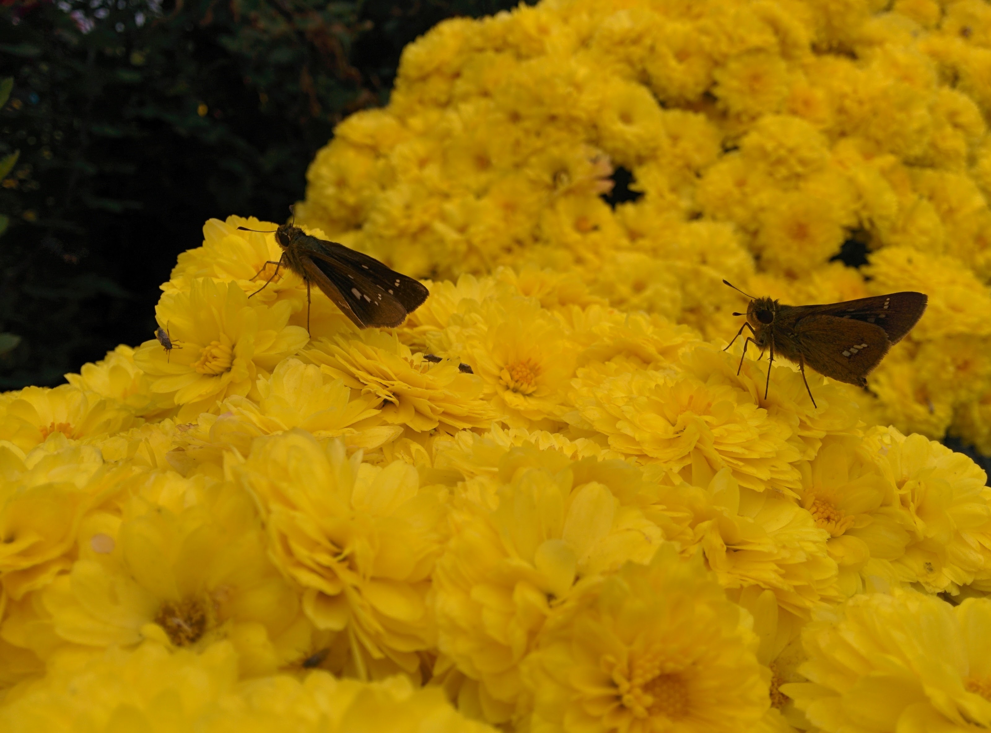 IMG_20151024_122953.jpg 노란 국화꽃의 줄점팔랑나비 두마리