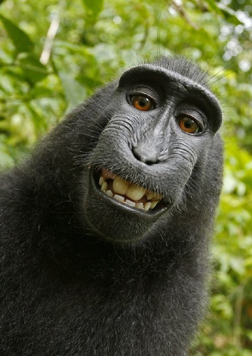 20110705000653_0.jpg “웃어요” 검정짧은꼬리원숭이 ‘셀카’ 화제 
