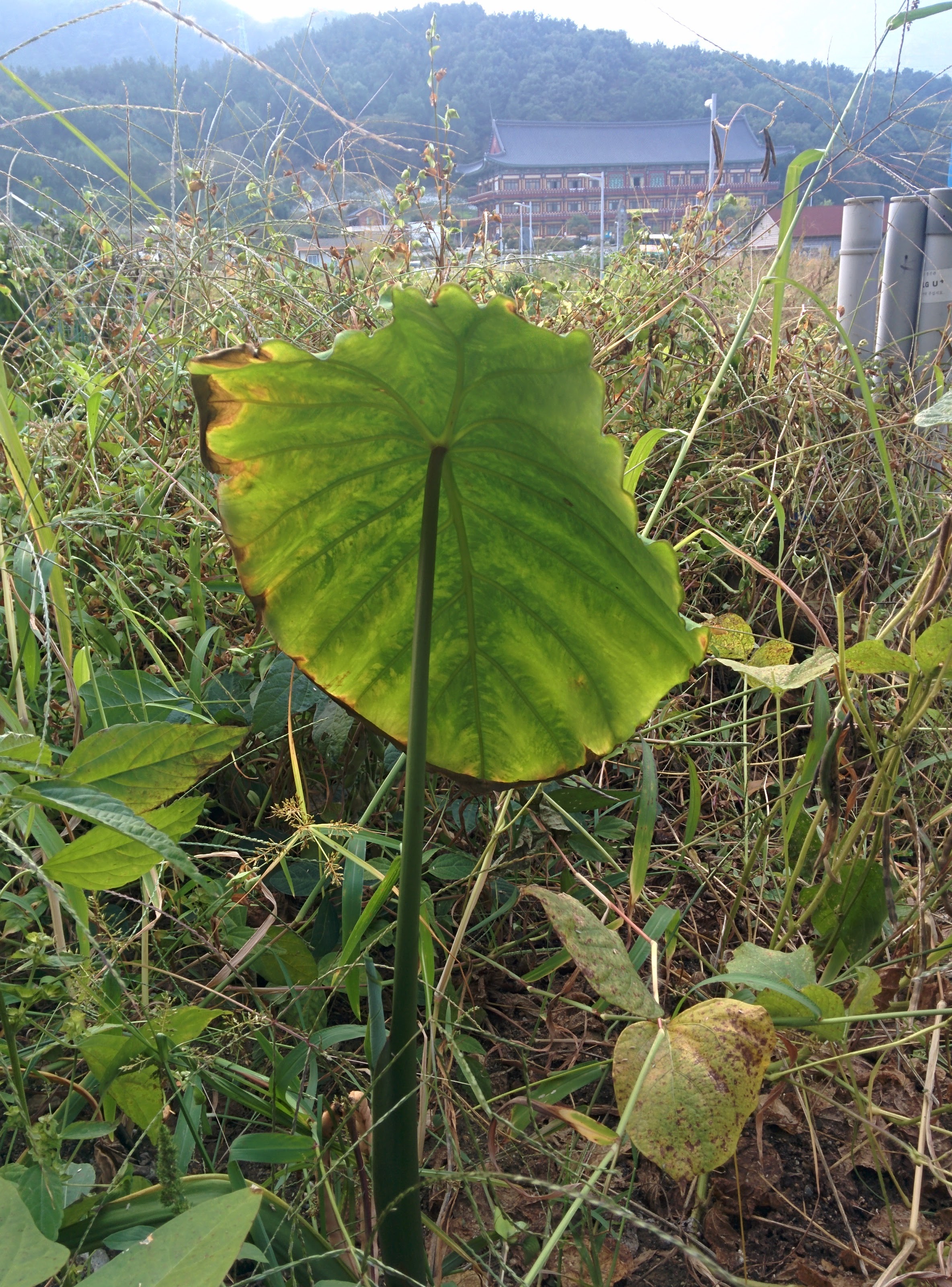 IMG_20151003_160405.jpg 우산처럼 넓은 잎을 가진 토란