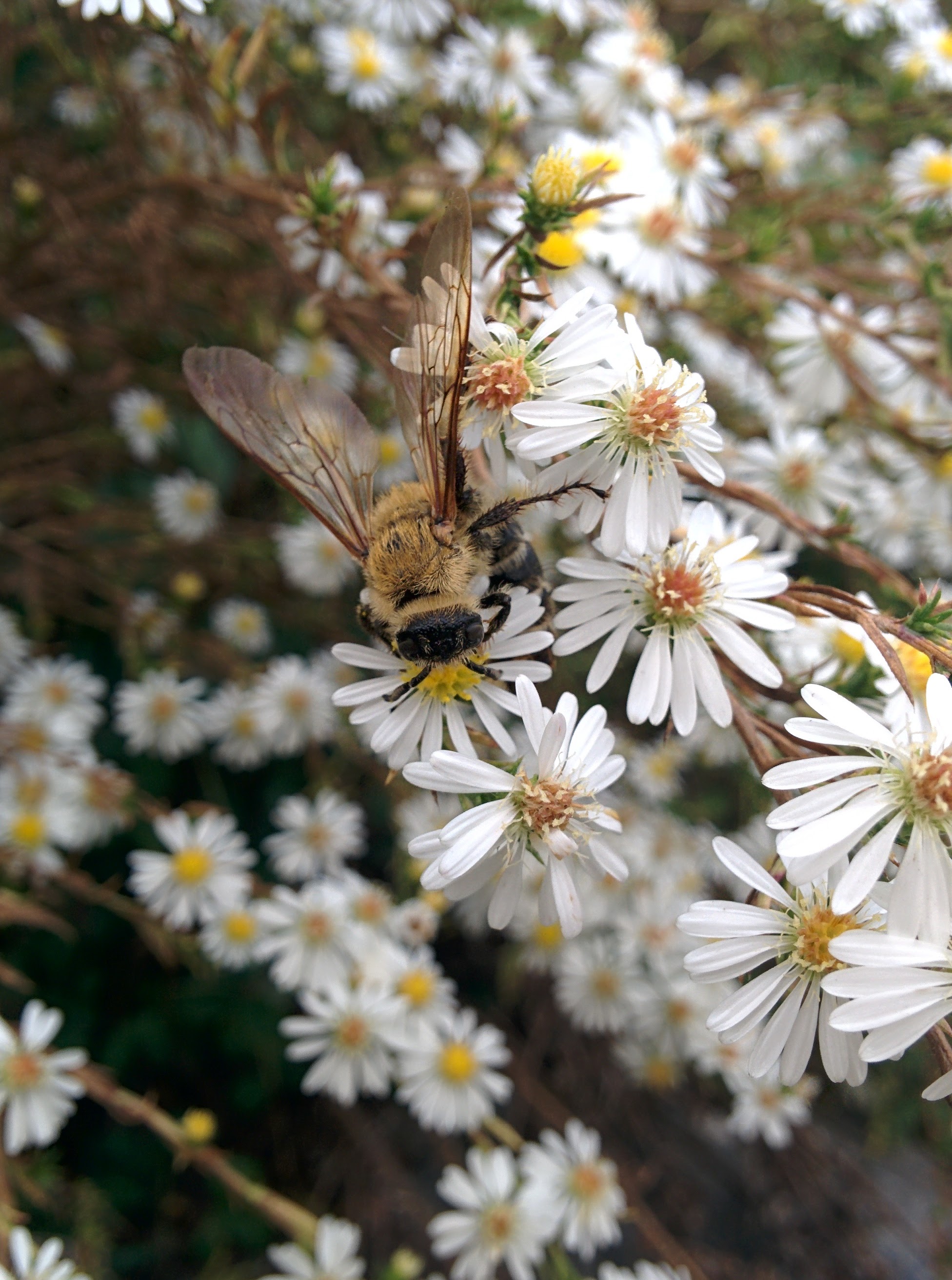 IMG_20151007_152259.jpg 미국쑥부쟁이 꽃을 찾은 대형 벌, 배벌 암컷