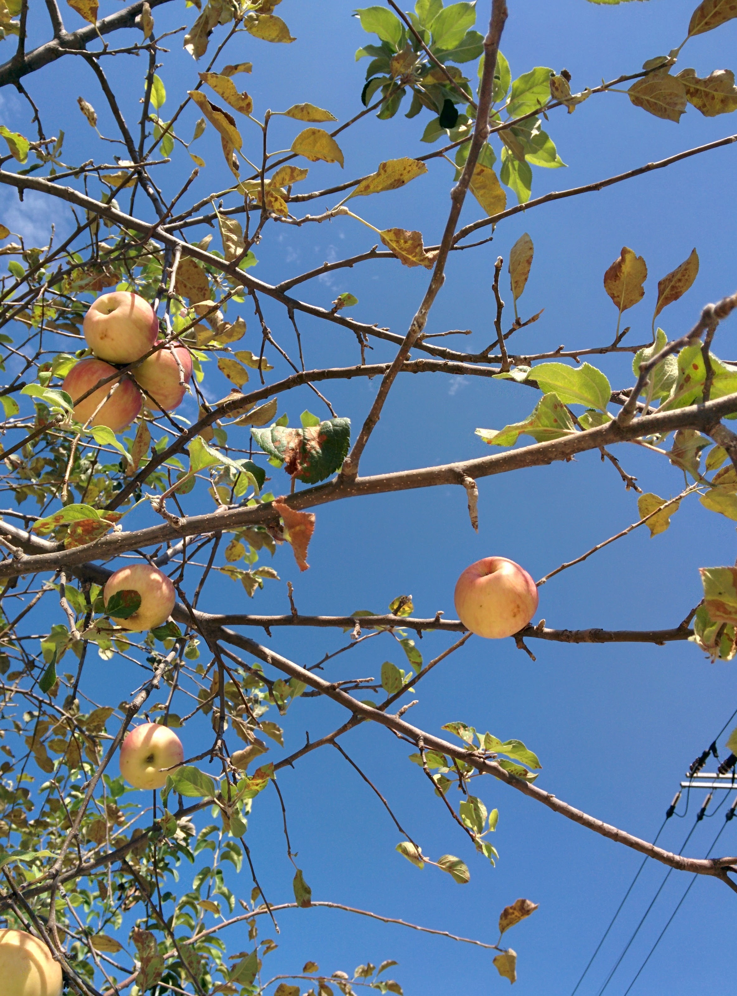 IMG_20150929_114716.jpg 가정집 정원수로 자라는 키큰 사과나무의 사과 열매