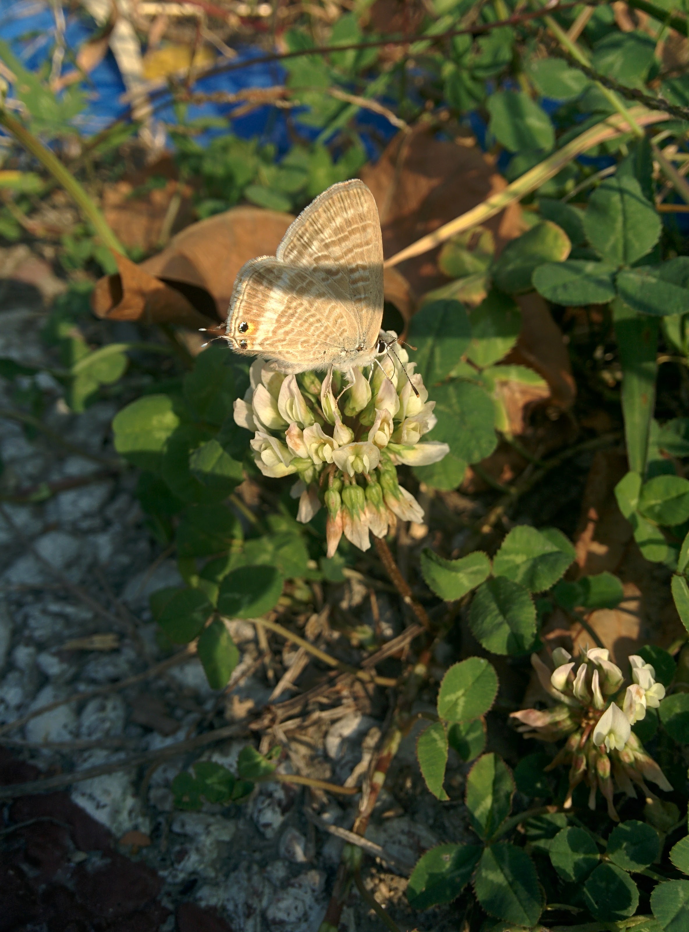 IMG_20151025_155443.jpg 토끼풀 꽃을 찾은 물결부전나비