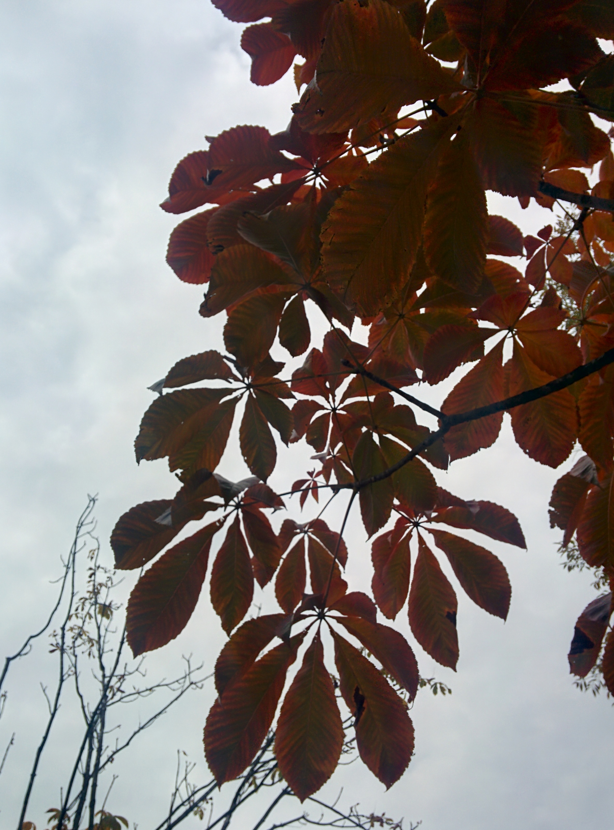 IMG_20151106_144139.jpg 일곱개 잎이 모여나는 칠엽수(七葉樹)