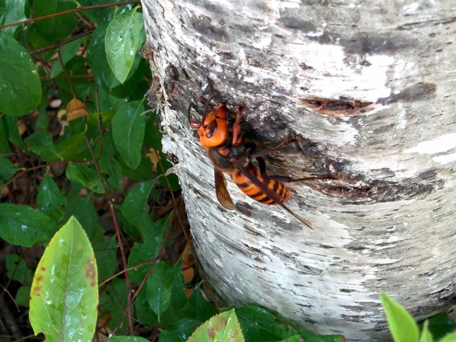 IMG_20151006_164204.jpg 자작나무 수액을 빠는 장수말벌