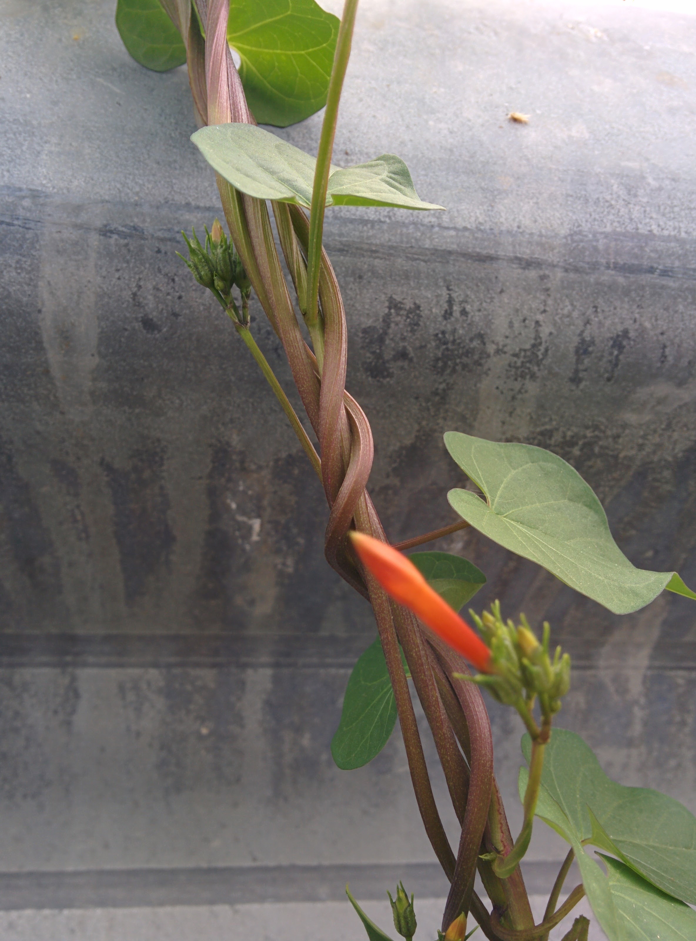 IMG_20150930_125313.jpg 오른쪽돌이 덩굴식물의 빨간 주황색 꽃, 둥근잎유홍초