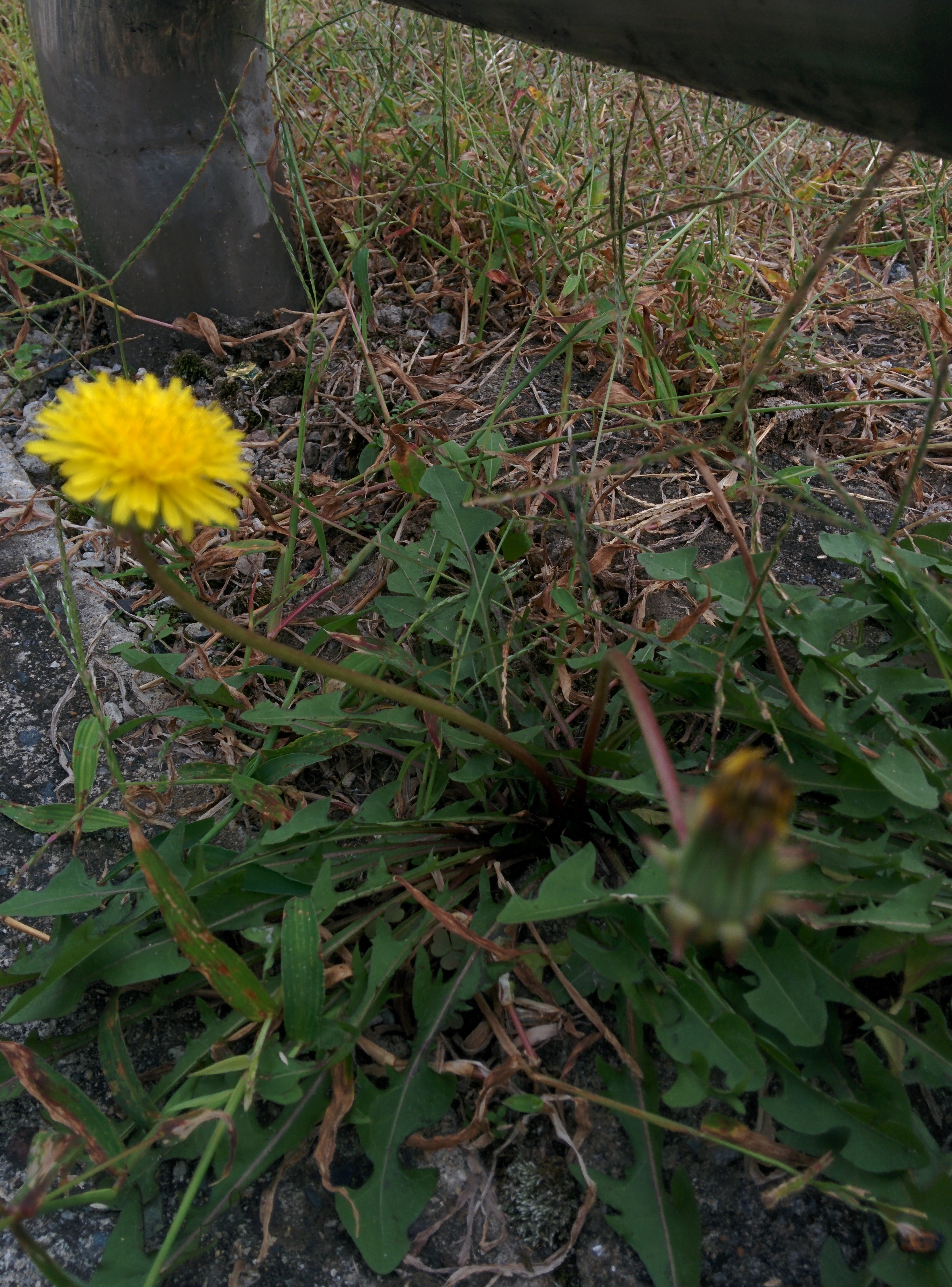 IMG_20150926_163541.jpg 노란색 꽃을 예쁘게 피운 서양민들레