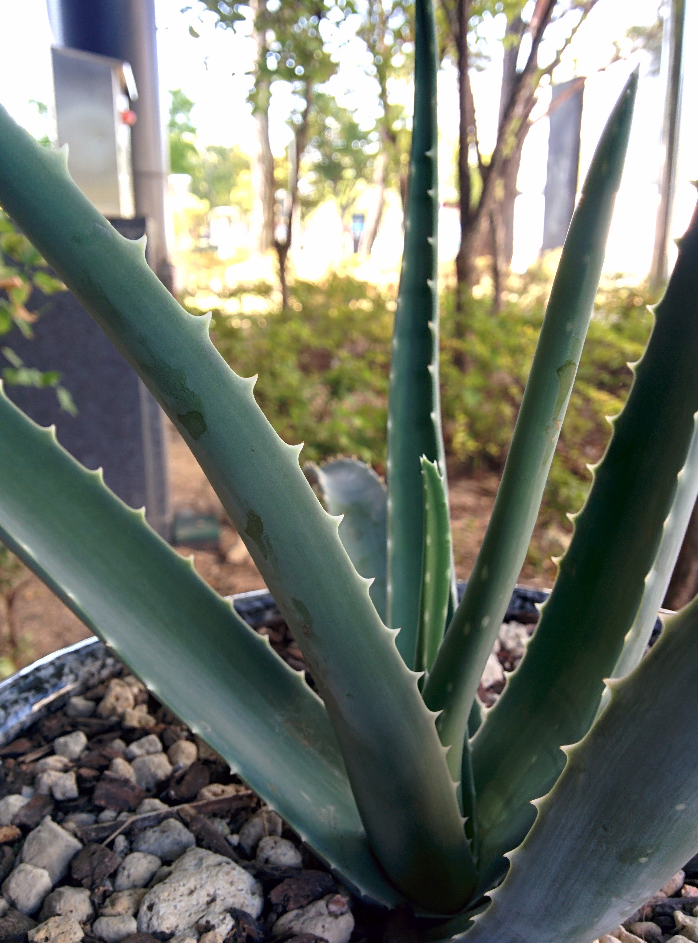 IMG_20151005_132125.jpg 화분에서 자라는 알로에. 아마도 알로에베라(Aloe vera)