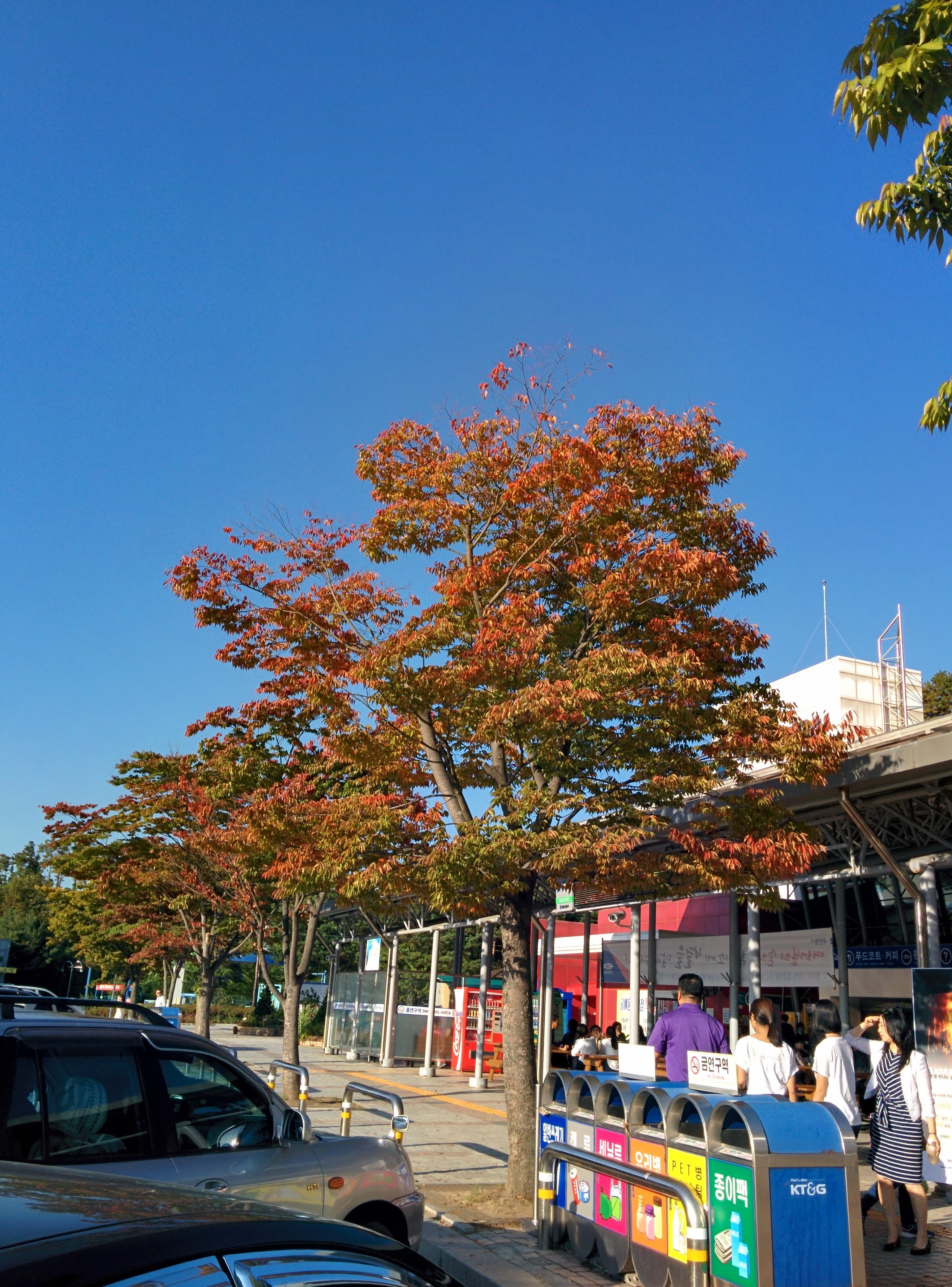 IMG_20150927_164447.jpg 조금씩 단풍이 드는 느티나무