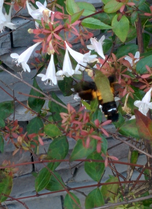 IMG_20151006_130402.jpg 꽃댕강나무의 하얀색 꽃을 찾은 벌새나방 (꼬리박각시)