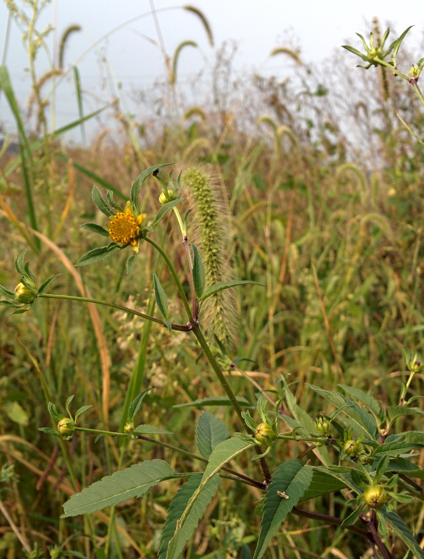 IMG_20150920_153623.jpg 이름모를 들풀(도깨비바늘?)의 꽃몽오리 -- 미국가막사리