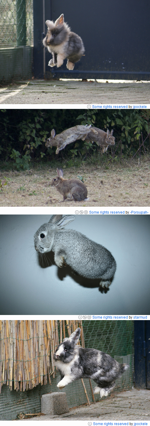 hoppingrabbit23.jpg 점프토끼