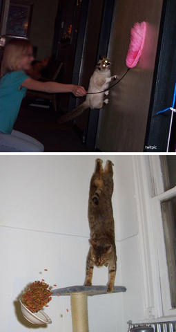 spidercat50622.jpg