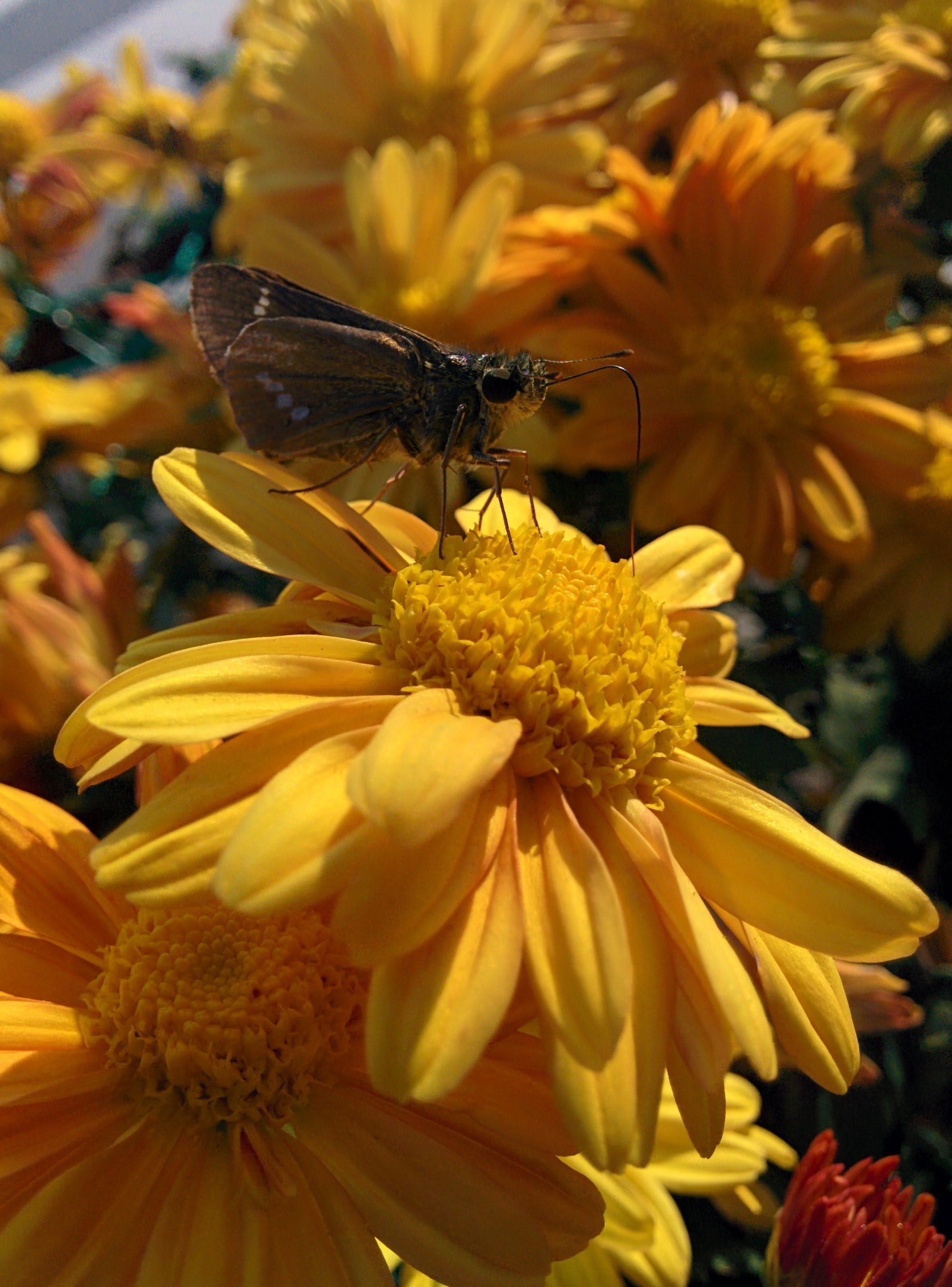 IMG_20151015_145503.jpg 국화 꽃에 앉은 줄점팔랑나비