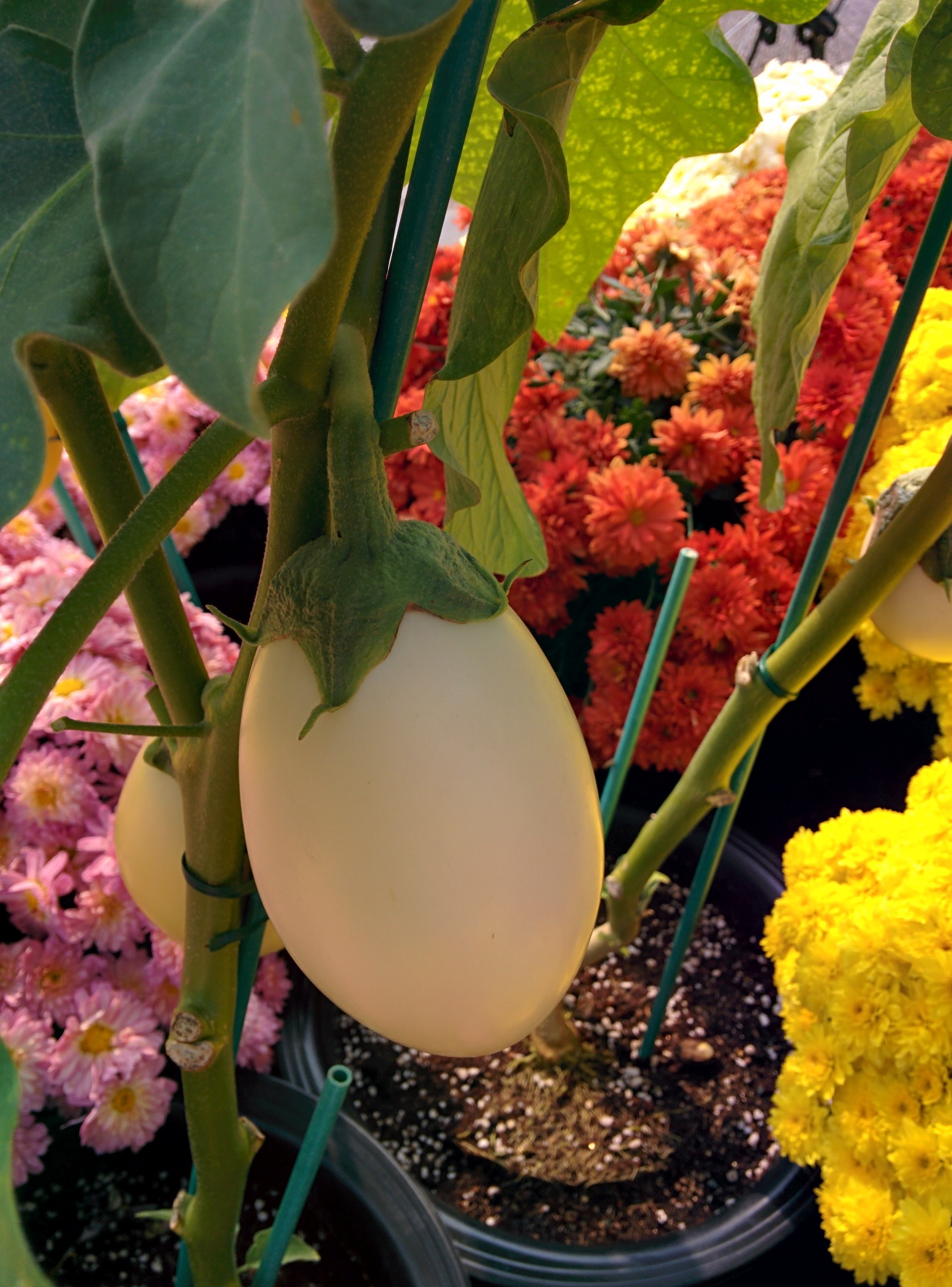 IMG_20151021_112552.jpg 달걀을 닮은 하얀색 노란색 열매 열린 계란가지, 연보라색 꽃