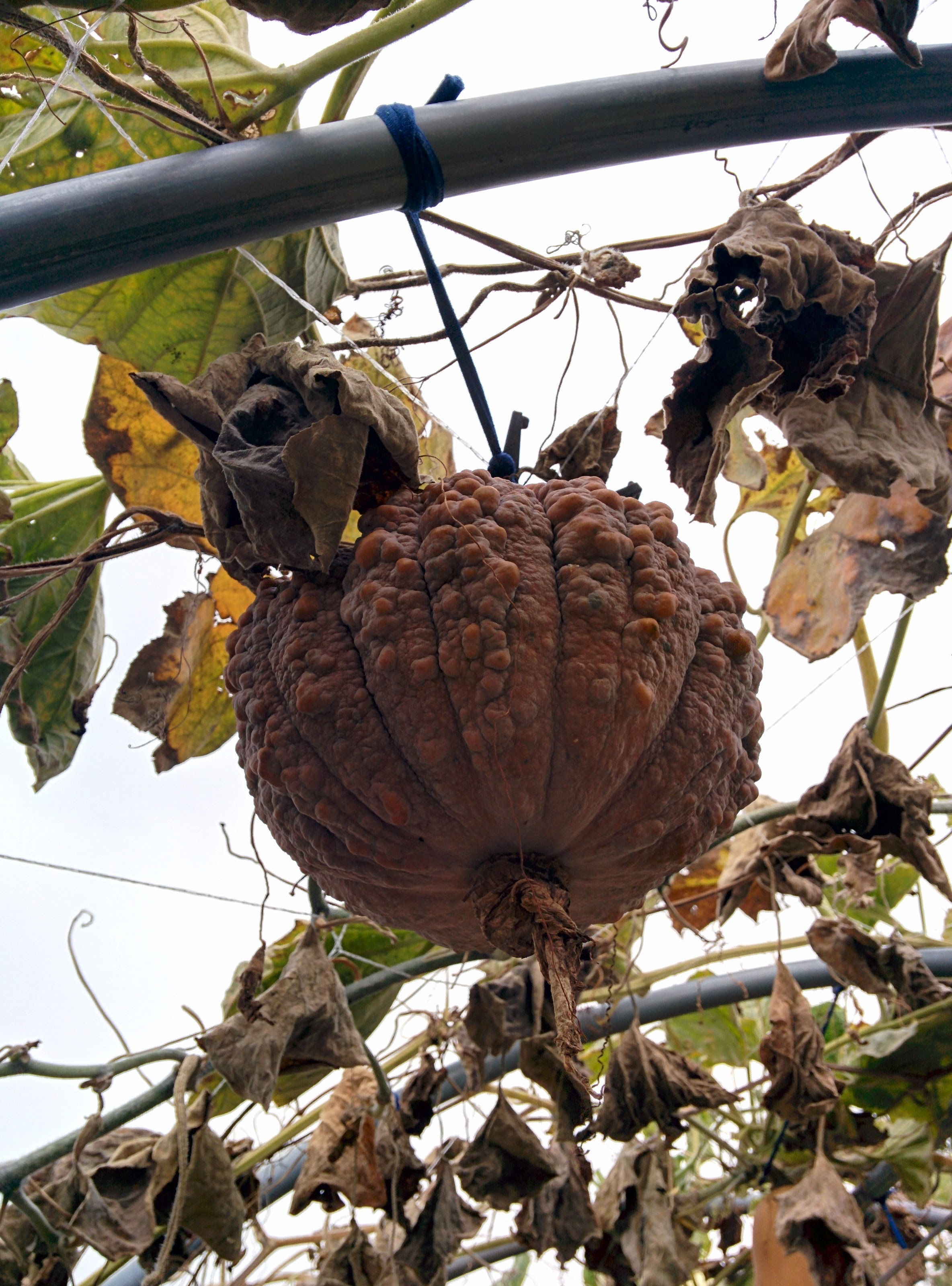 IMG_20151024_131729.jpg 혹부리호박? 사마귀호박? 울퉁불퉁한 호박 품종, 퓨처