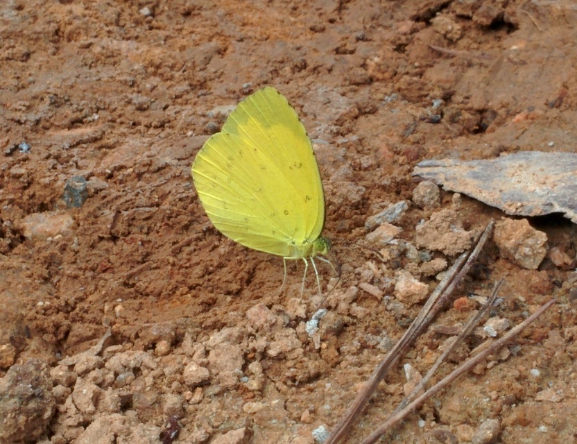 IMG_20150802_153657.jpg 노란색이 고운 나비: 남방노랑나비