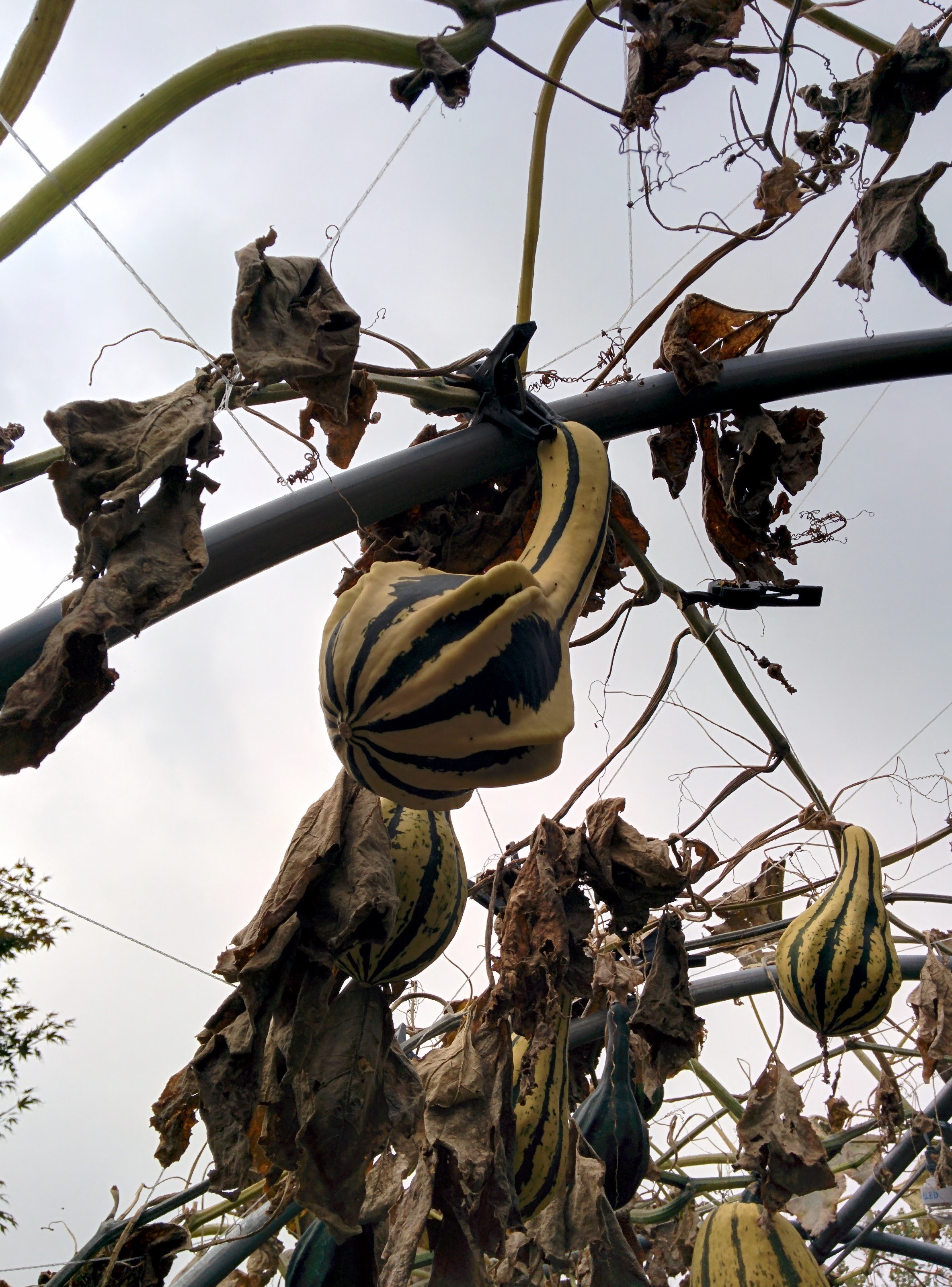 IMG_20151024_131301.jpg 환타지믹스리틀... 괴이한 별모양 호박