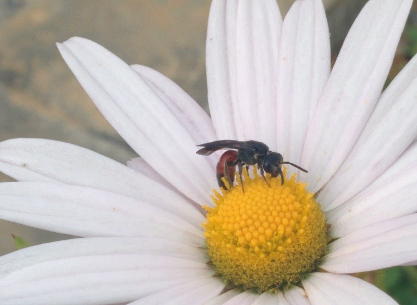 IMG_20151003_155237.jpg 하얀 들국화를 찾은 작은 잎벌? 홍배꼬마꽃벌!