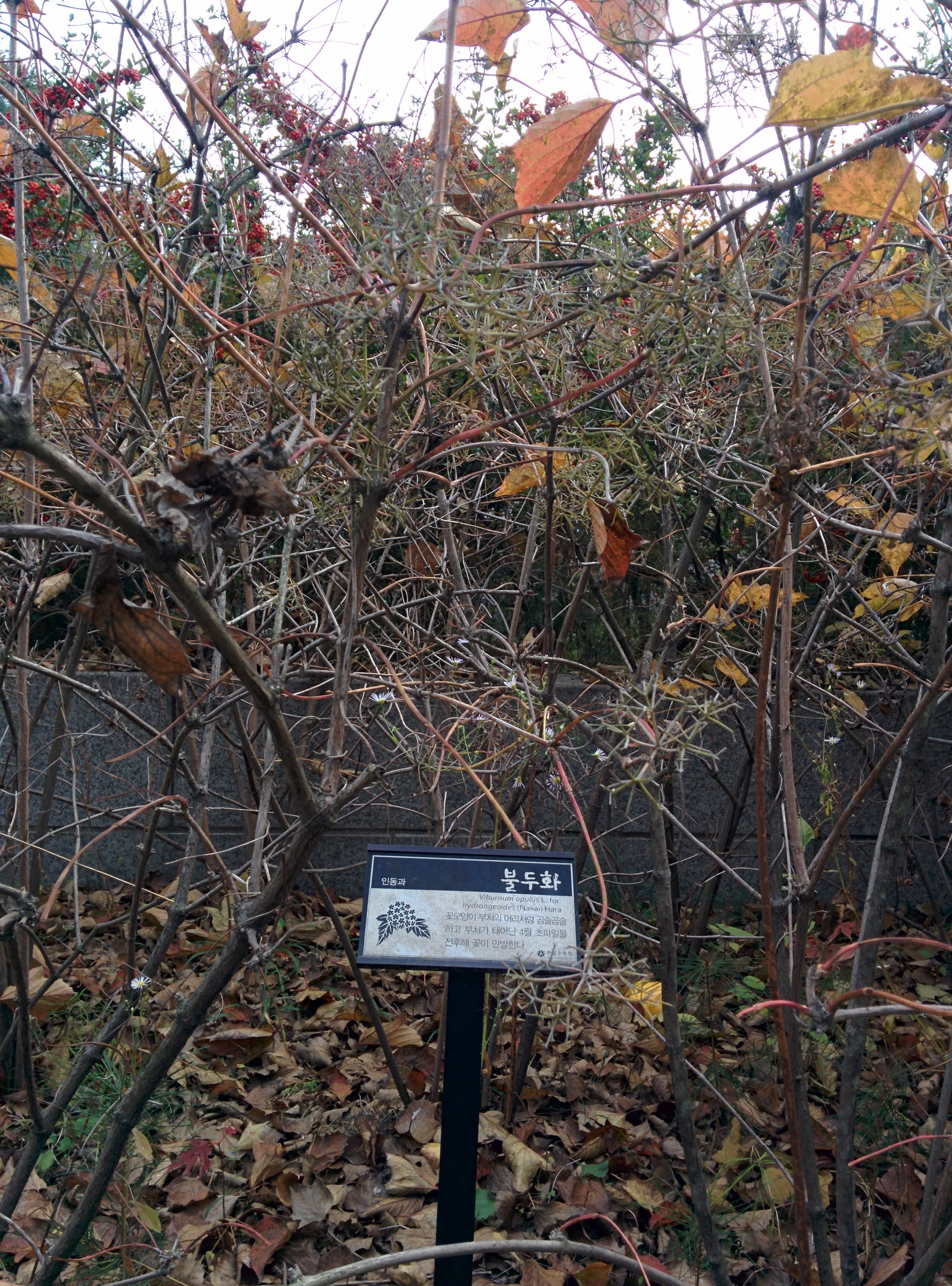 IMG_20151106_134958.jpg 꽃대를 꽃처럼 피운 불두화(佛頭花)