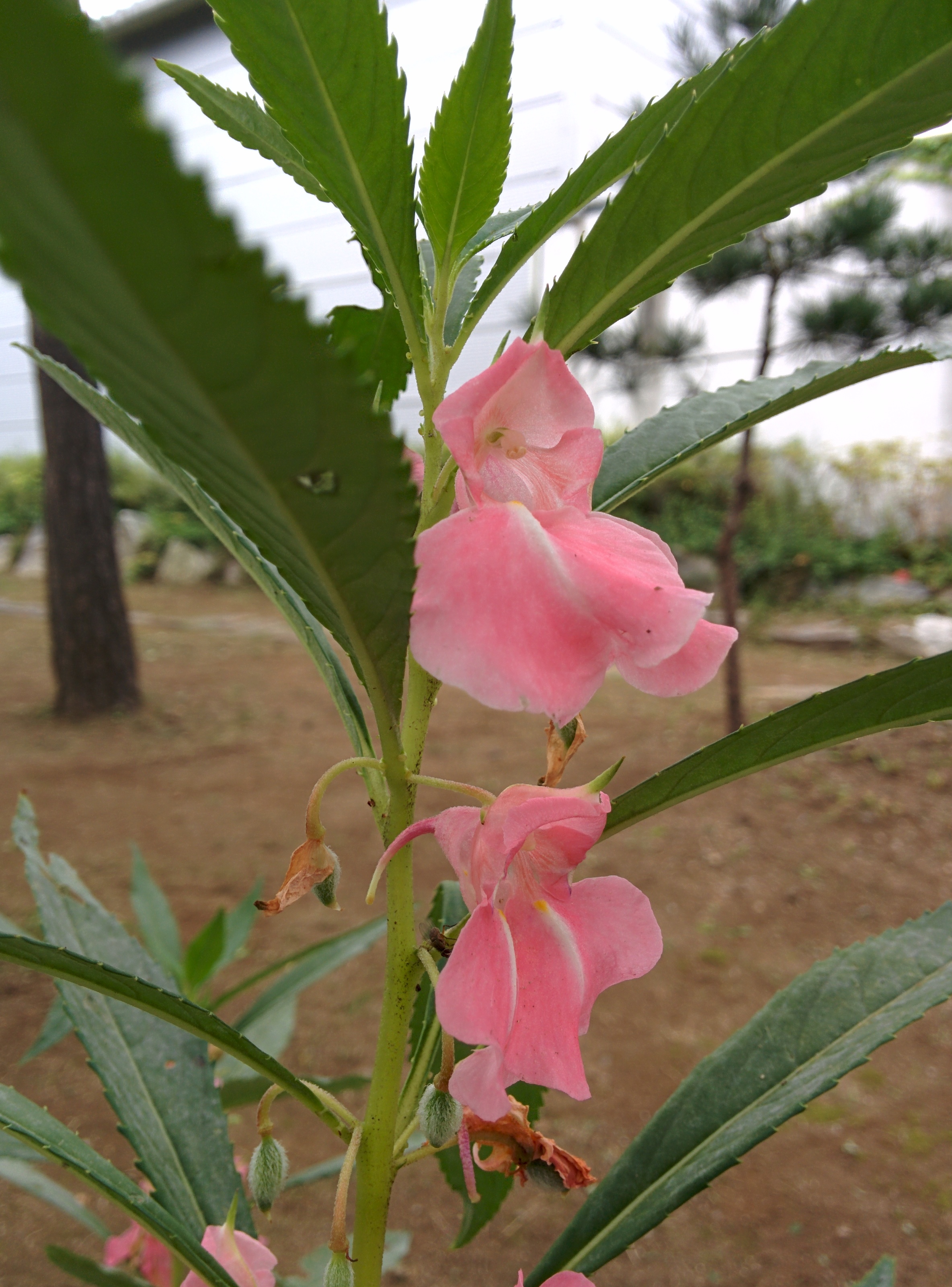 IMG_20150912_162121.jpg 옅은 분홍색 짙은 분홍색 봉선화(봉숭아) 꽃