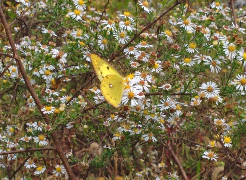 IMG_20141003_135501.jpg 미국쑥부쟁이 꽃을 찾은 나비... 노랑나비
