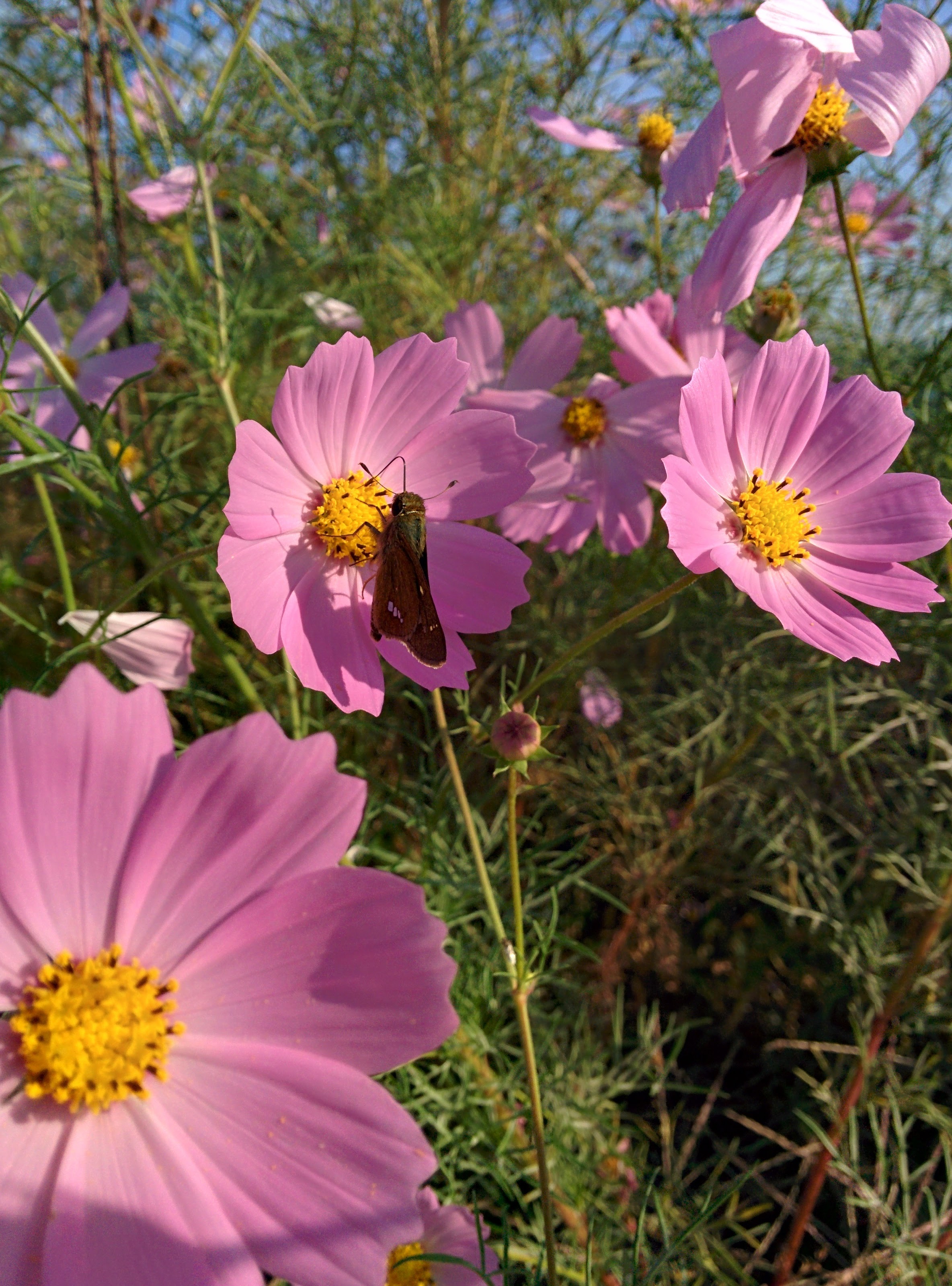 IMG_20150929_083517.jpg 분홍색 코스모스 꽃을 찾은 줄점팔랑나비