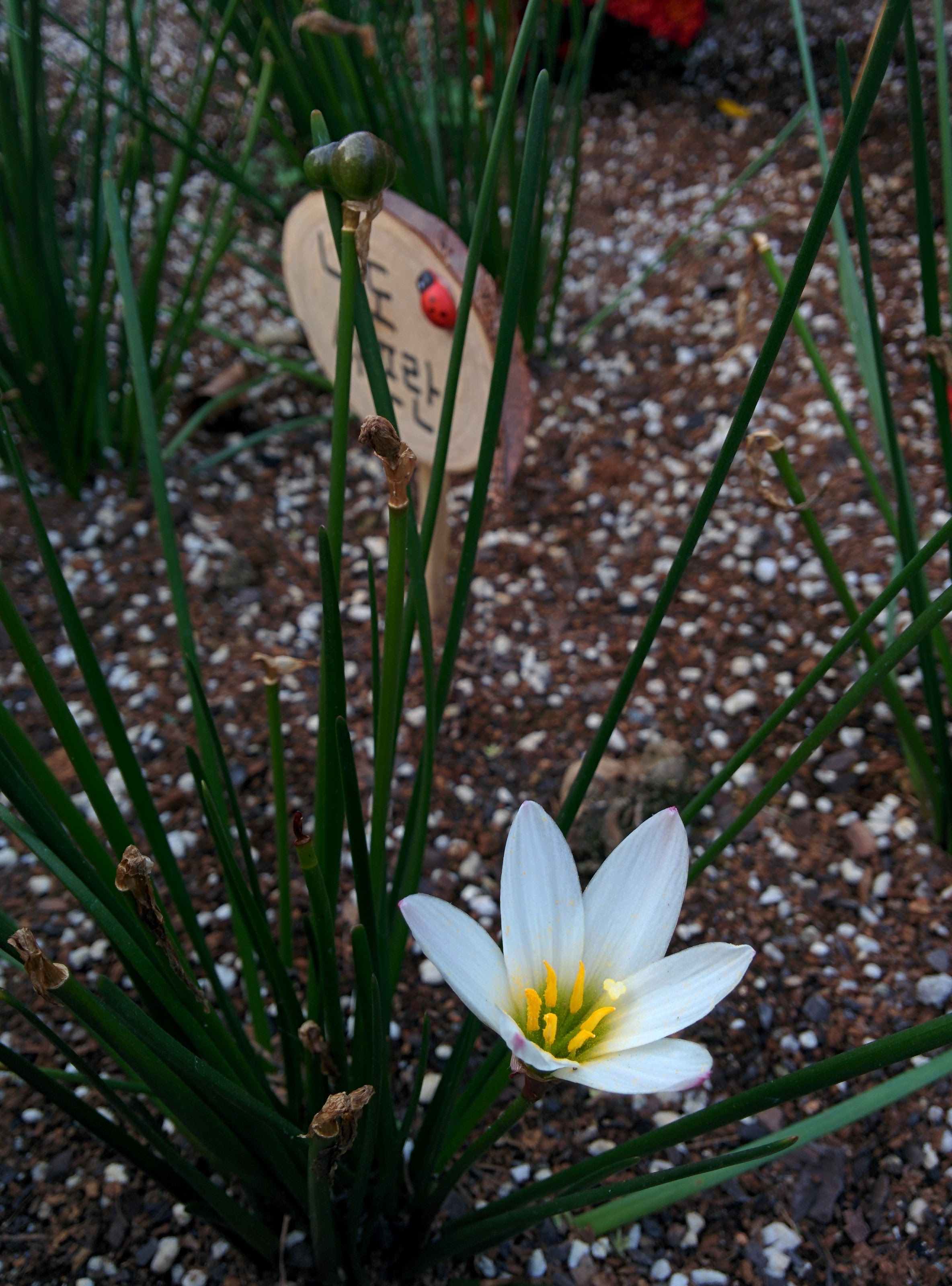 IMG_20151008_171656.jpg 과기원 울타리 작은 화단의 나도샤프란 열매와 흰색 꽃