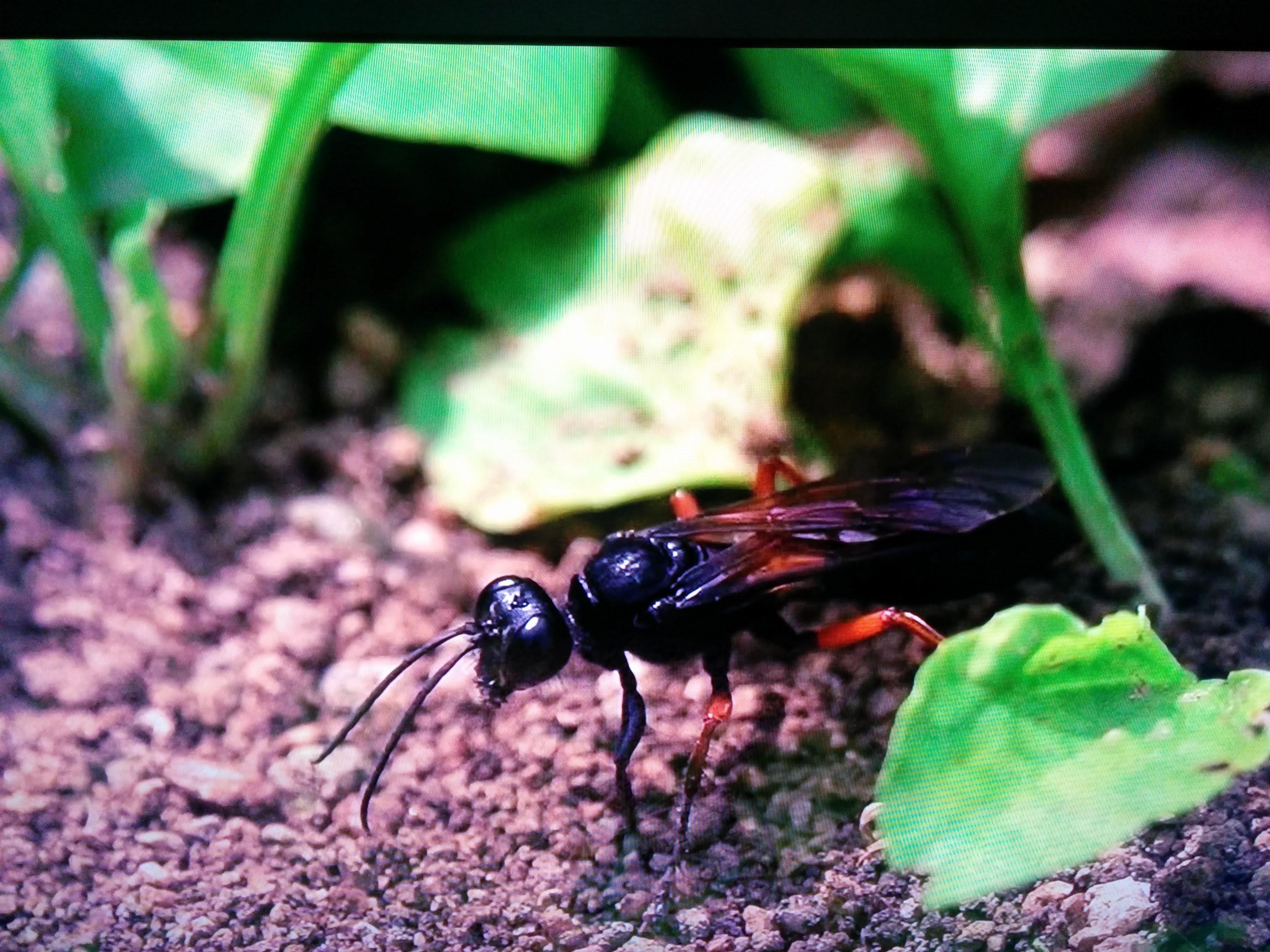 IMG_20151011_205118.jpg 알을 낳기위해 굴을 파는 홍다리조롱박벌