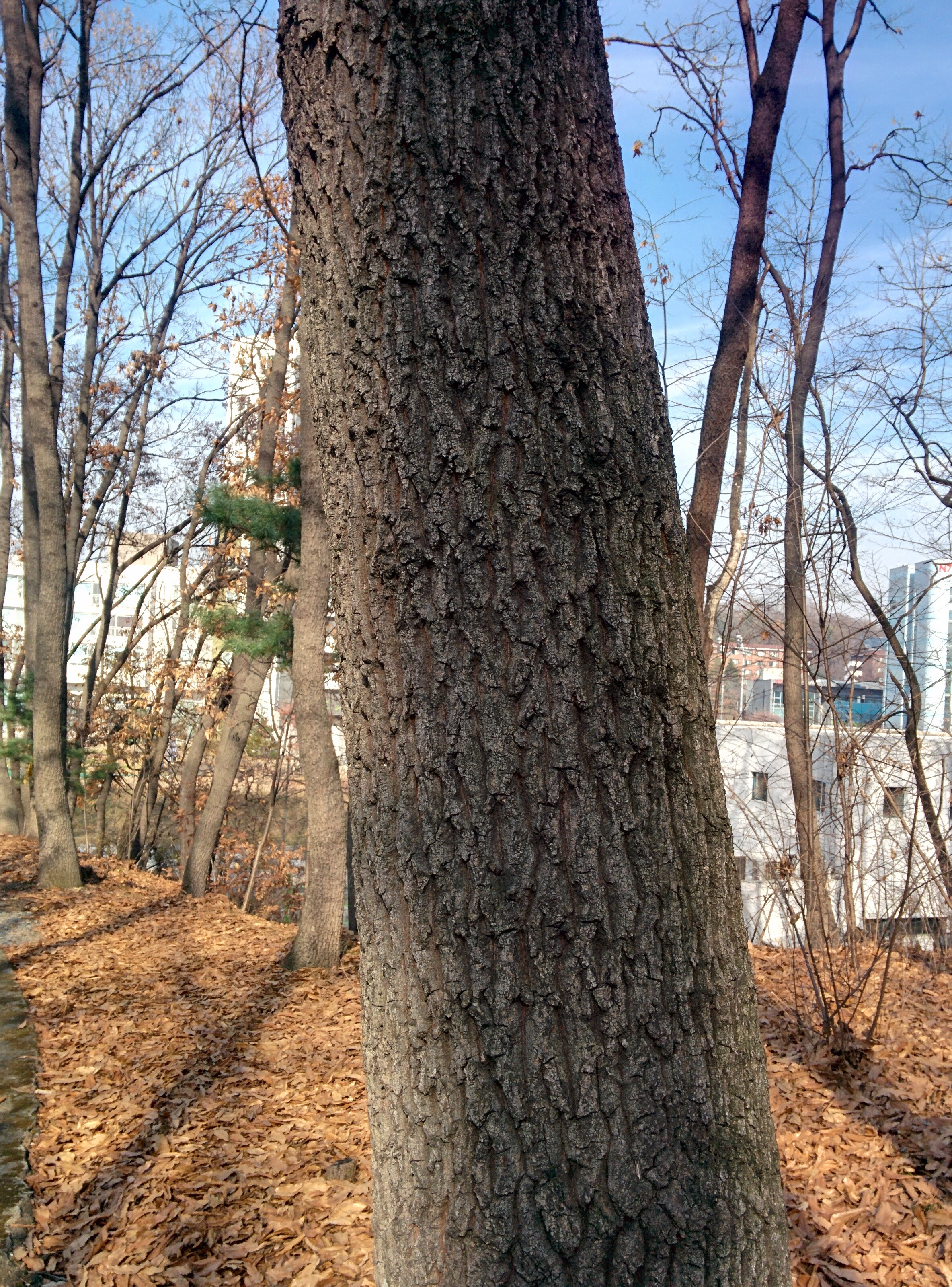 IMG_20151209_124424.jpg 겨울의 상수리나무 줄기