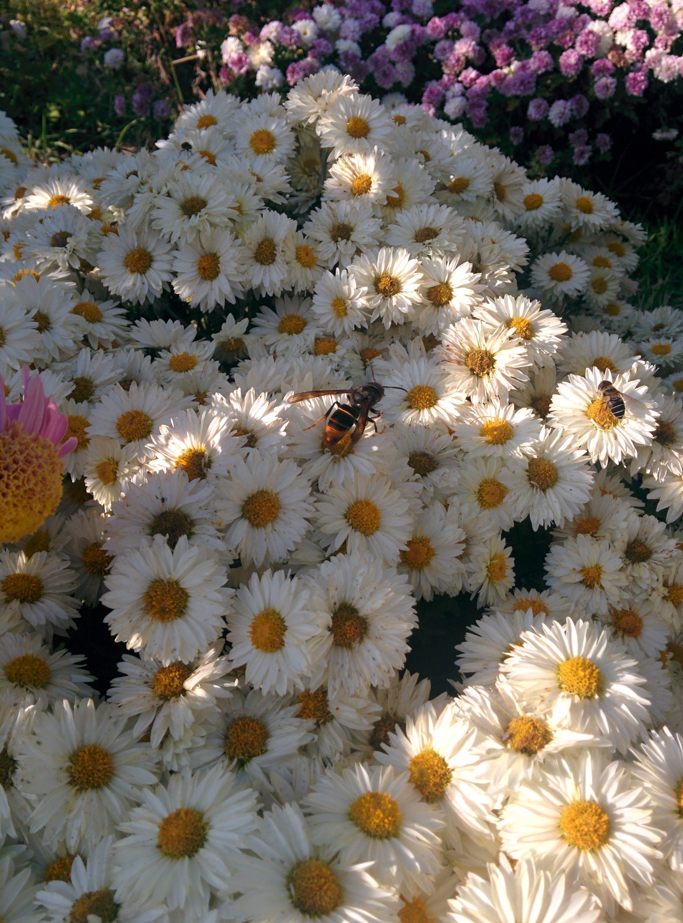 IMG_20151025_150117.jpg 하얀 국화꽃에 잠시 앉은 말벌... 등검은말벌