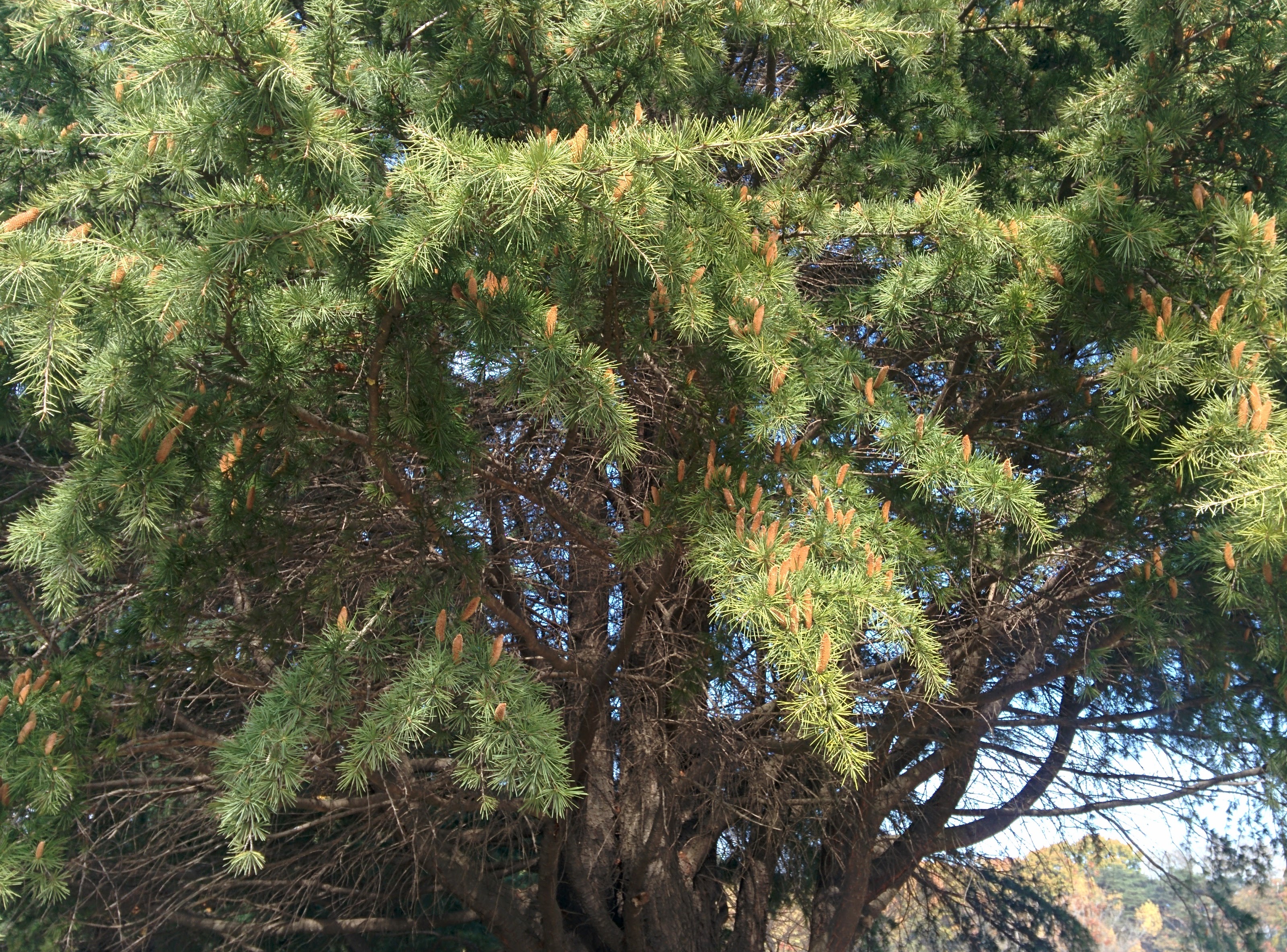 IMG_20151111_120956.jpg 연한 갈색으로 익어가는 전나무 솔방울