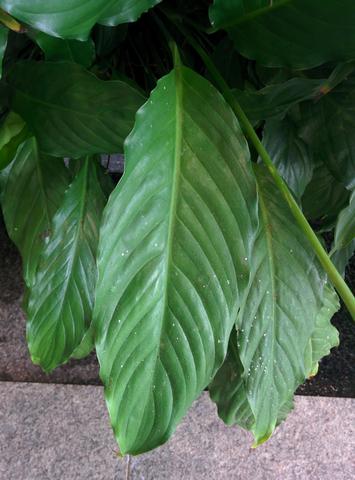 IMG_20151110_090146.jpg