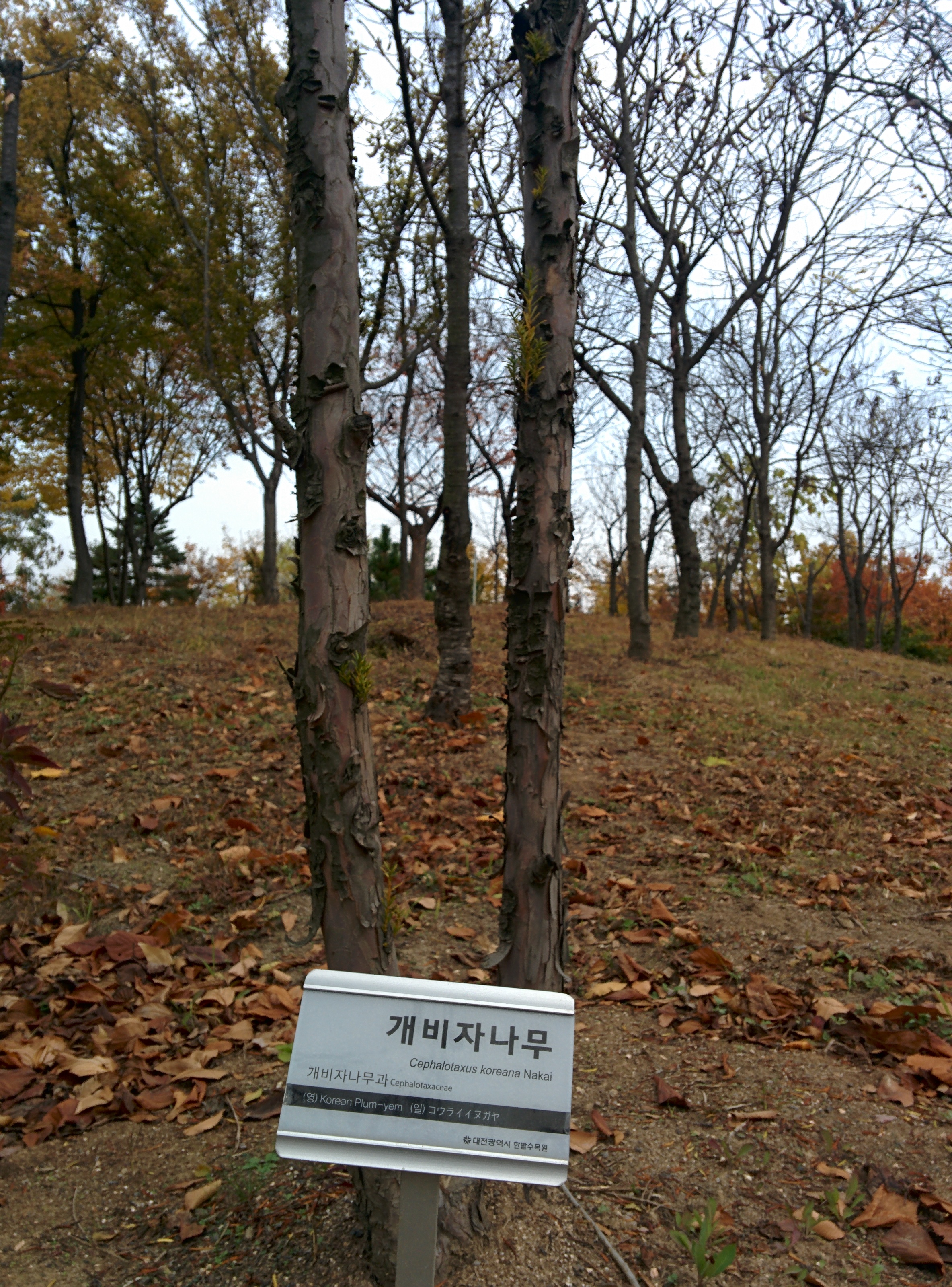 IMG_20151106_141602.jpg 잎이 비교적 넓은 개비자나무